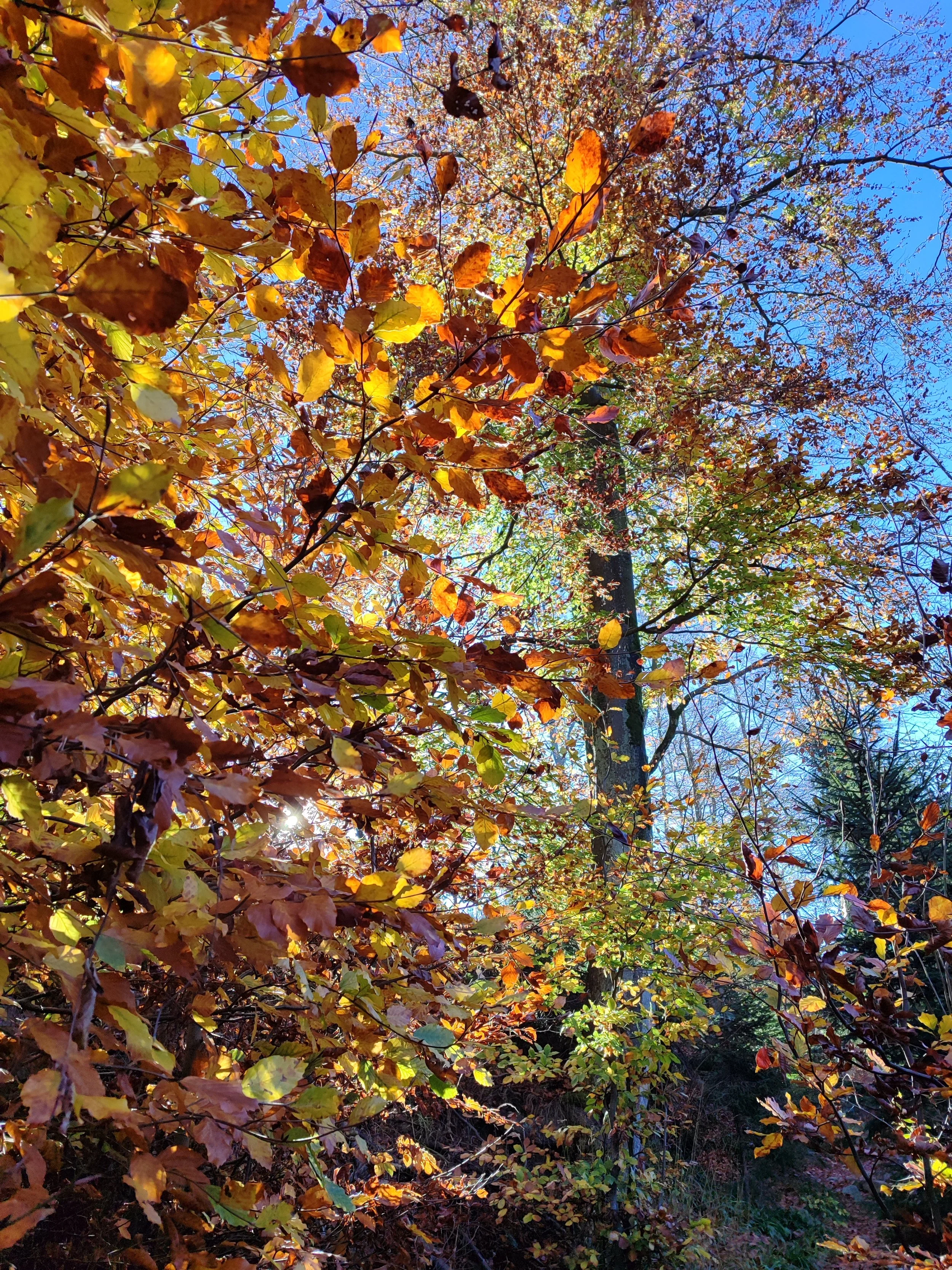 Blick nach oben auf einen Baum mit bunten Herbstblättern in den Farben Gelb, Orange und Braun im Sonnenschein, blauer Himmel im Hintergrund.