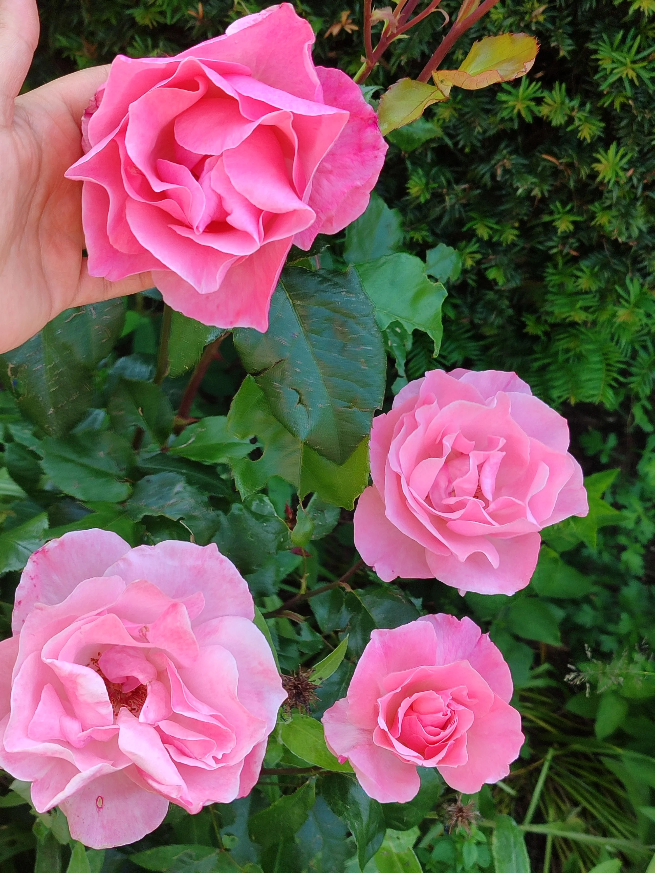 Rosenblüten als Inspiration für das romantische Rosaluna Armband
