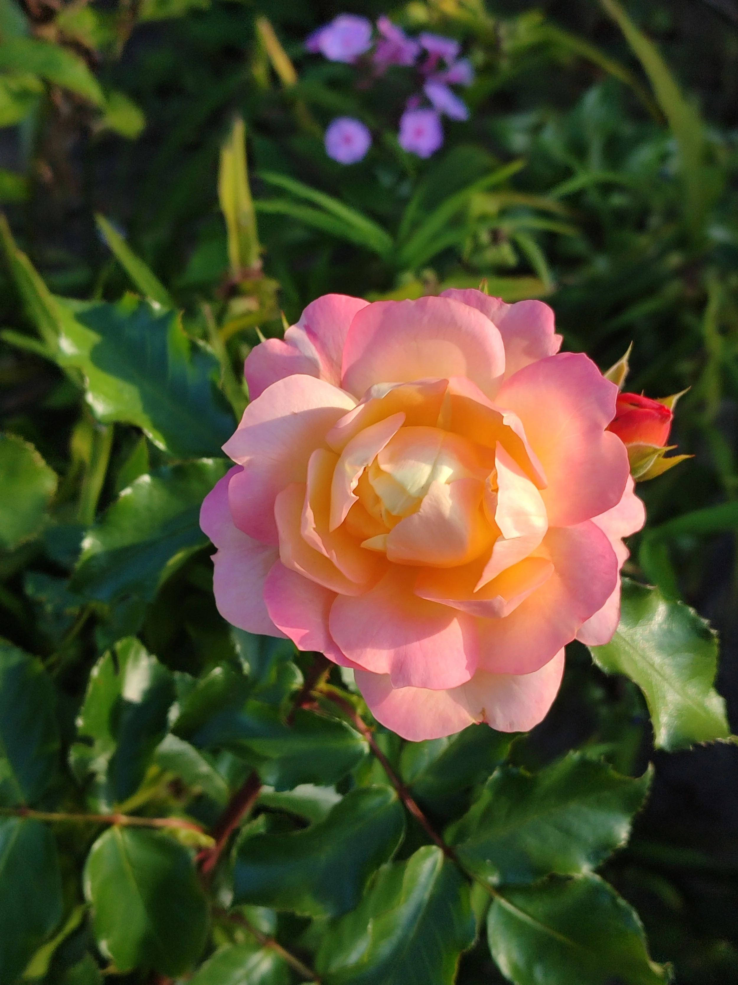 Eine mehrfarbige Rose in Pastelltönen, umgeben von grünen Blättern.