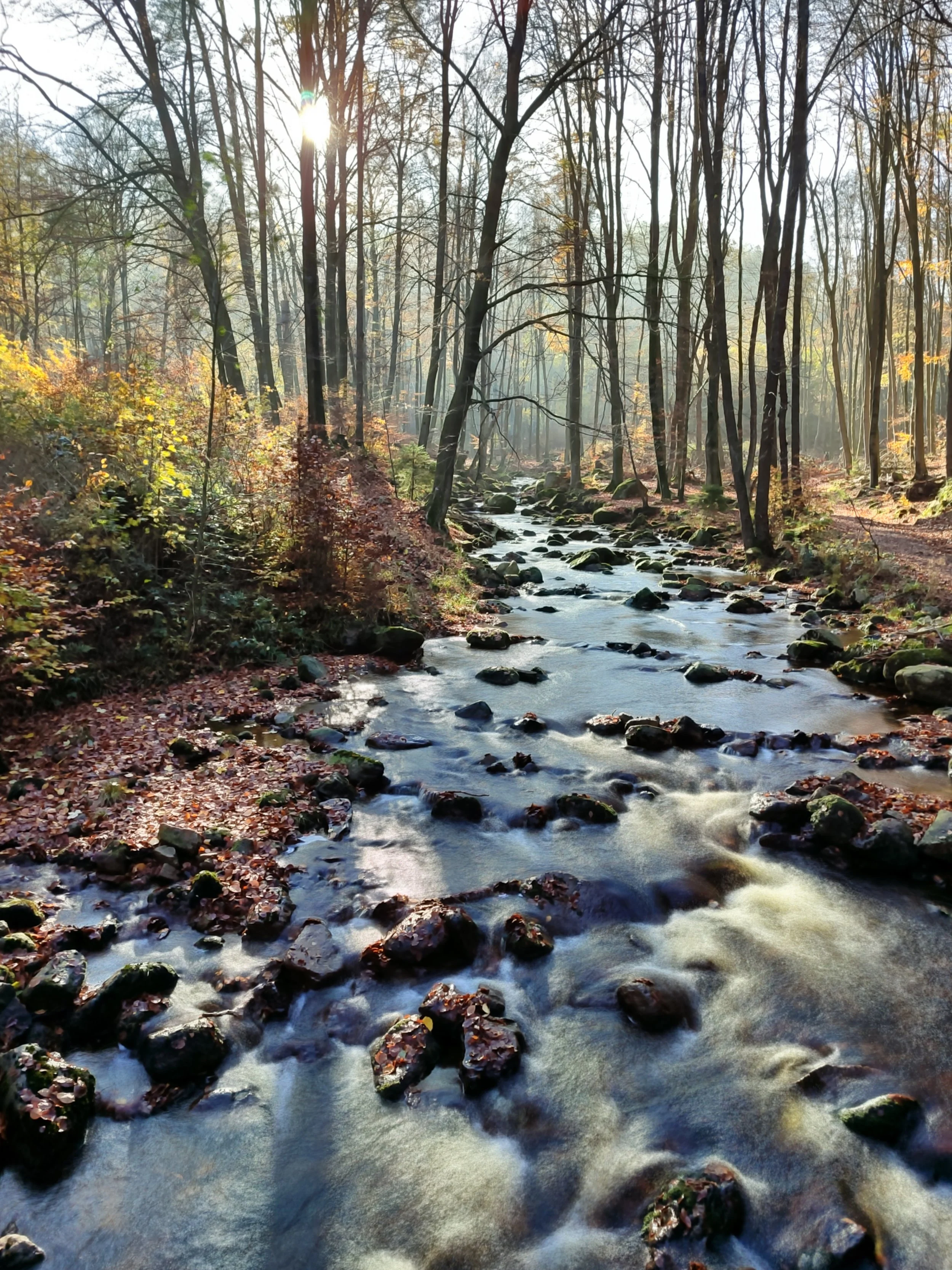 Ein Fluss fließt durch einen herbstlichen Wald, Sonnenlicht strahlt durch die Bäume, umgeben von buntem Laub.
