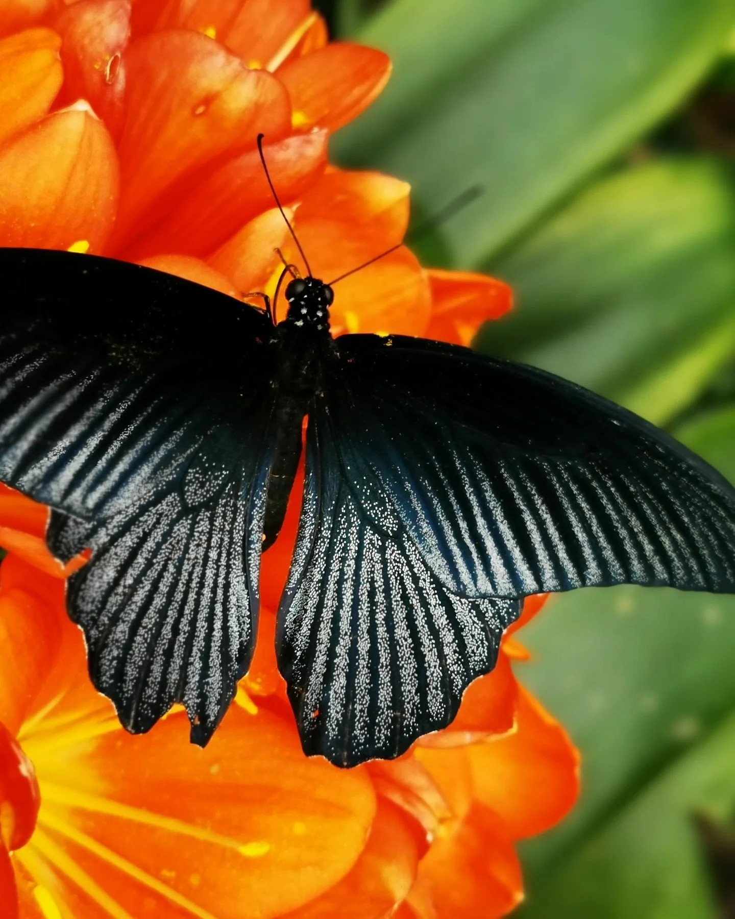 Ein schwarzer Schmetterling mit weißen Punkten auf den Flügeln sitzt auf einer orange-blühenden Pflanze.