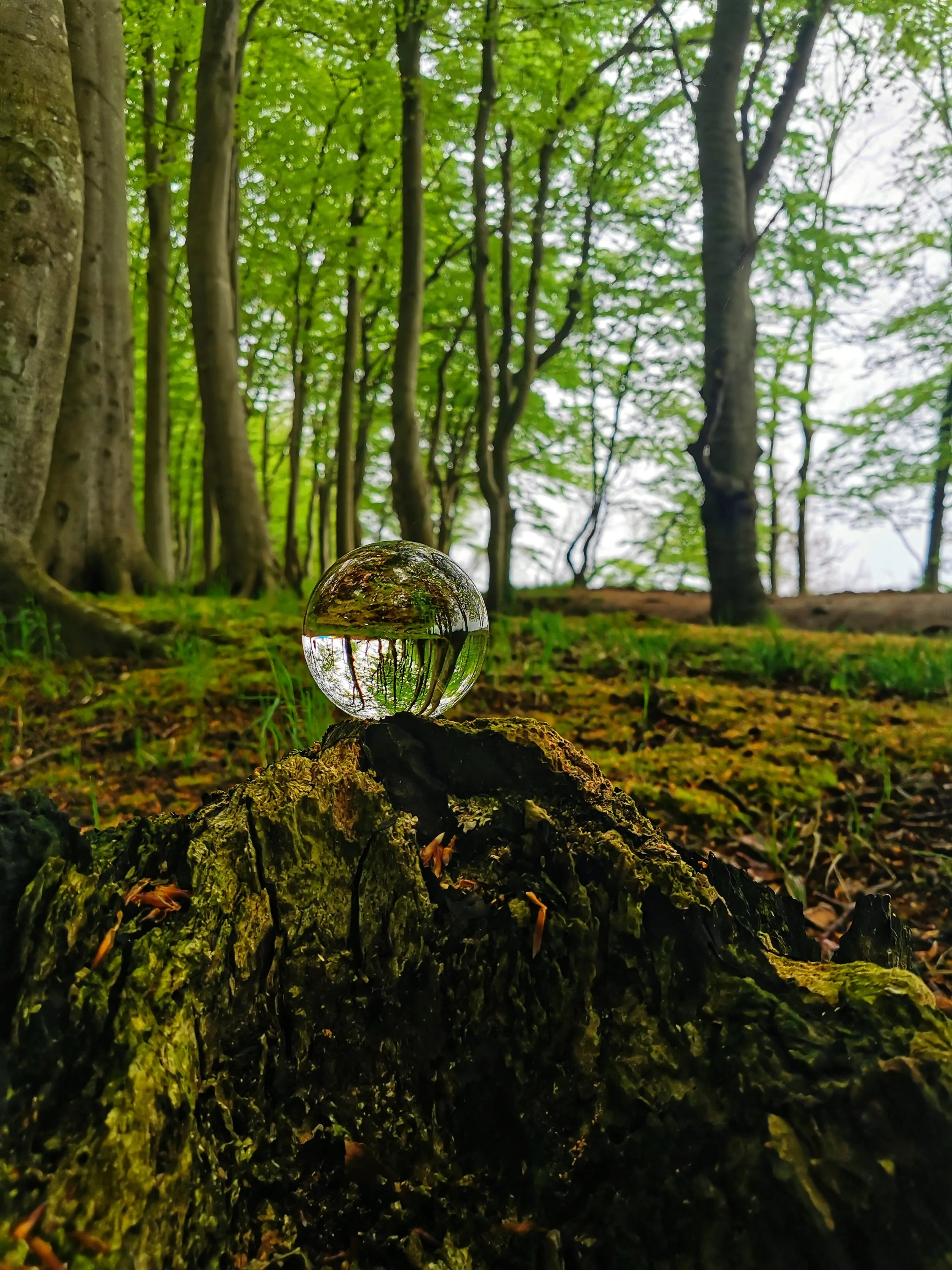 Ein Baumstamm mit einer Glaskugel darauf, die den Wald und die Bäume reflektiert.