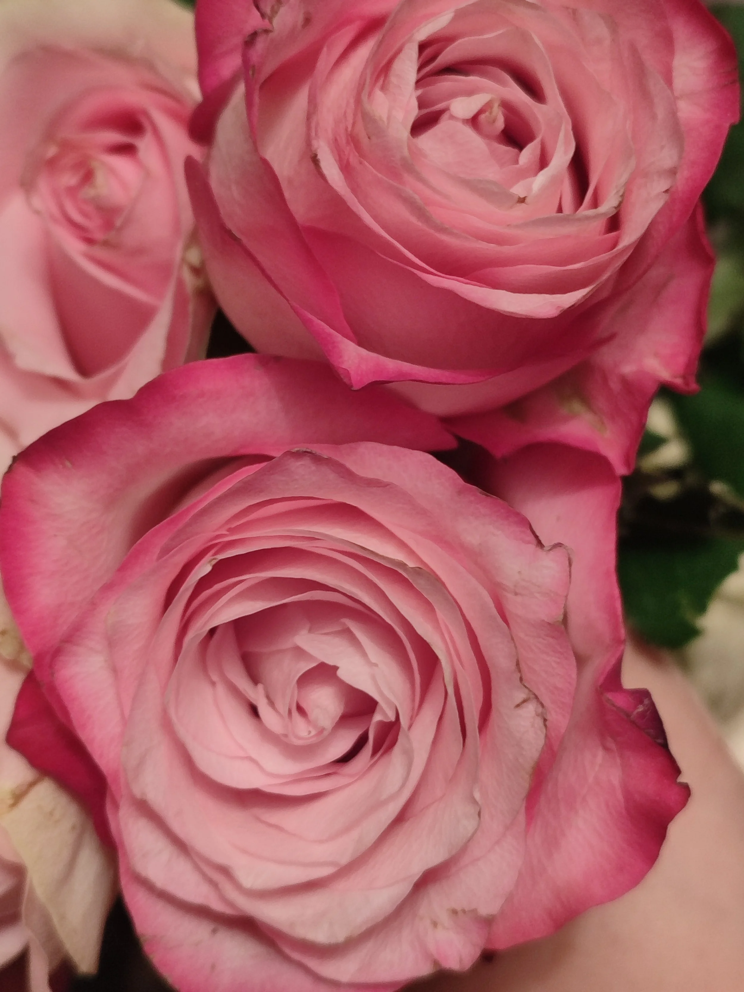 Nahaufnahme einer rosa Blume mit großen, vollgefüllten Blütenblättern und einer geschwungenen Struktur.