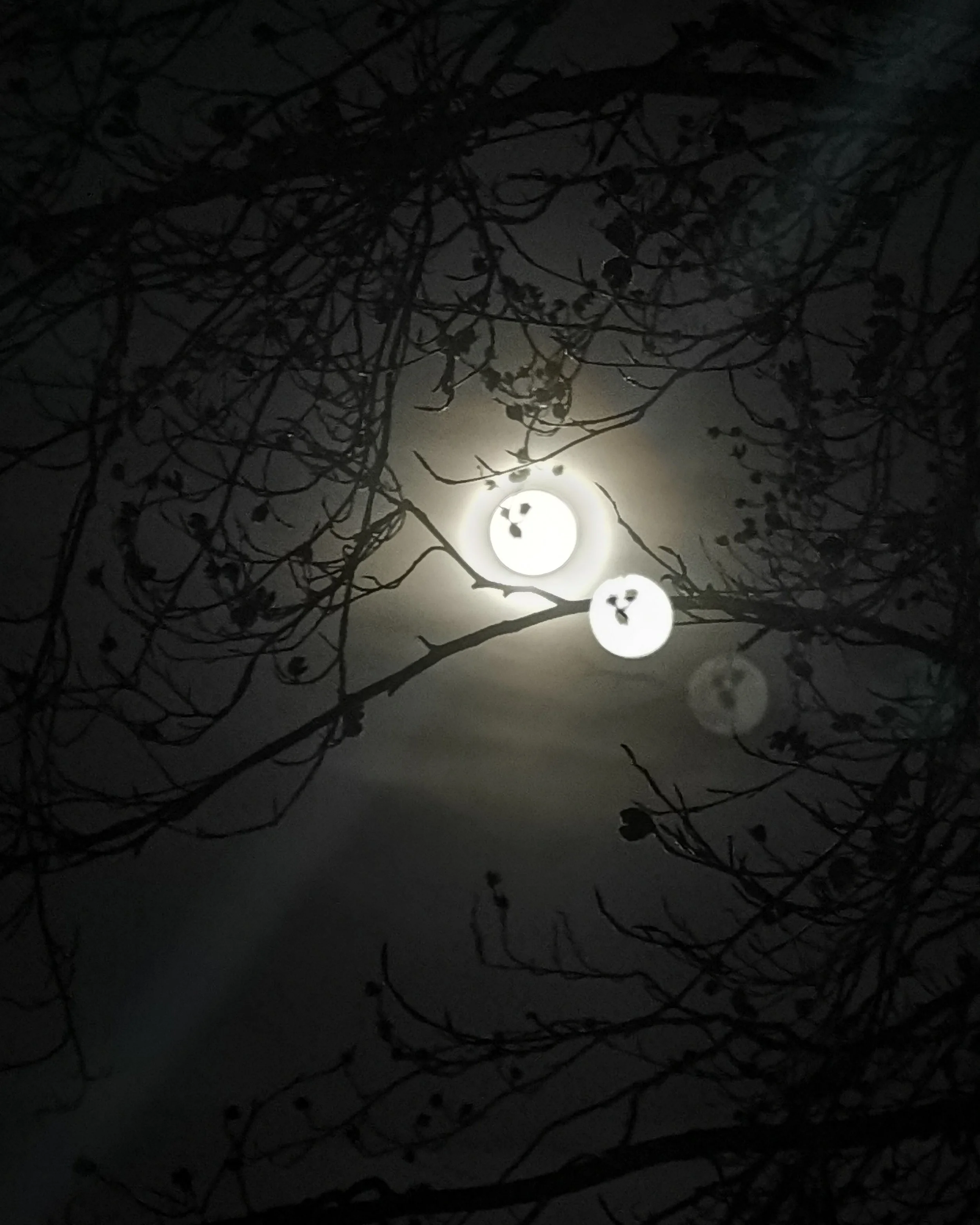 Der Himmel ist nachts dunkel mit sichtbaren Ästen und Zweigen von Bäumen, die vor einem hell erleuchteten Vollmond stehen.