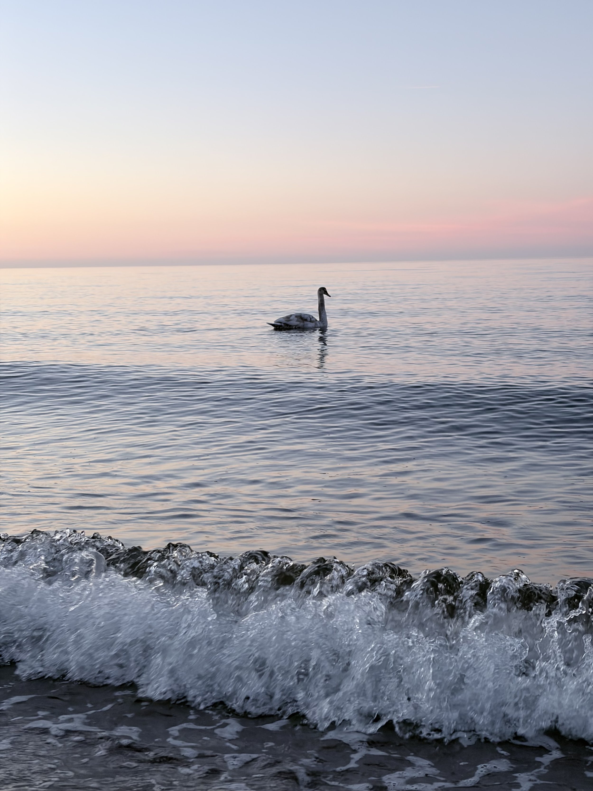 Ein einzelner Schwan schwimmt auf ruhigem Wasser bei Sonnenaufgang oder Sonnenuntergang, mit zarten Pastellfarben am Himmel, im Vordergrund Wellen am Ufer.