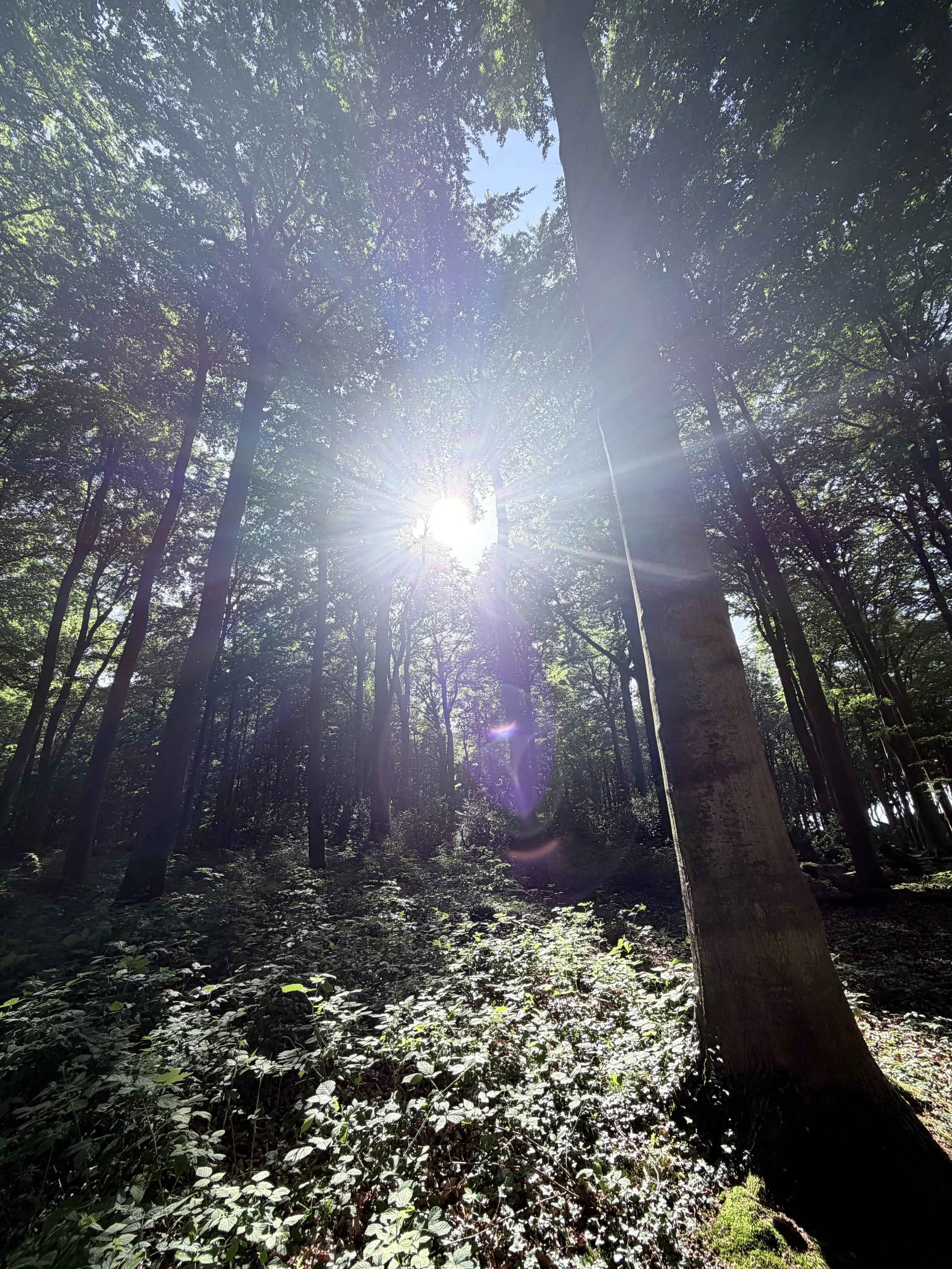 Sonne scheint durch das Blätterdach eines Waldes, die Lichtstrahlen erleuchten das dunkle Laub am Boden.