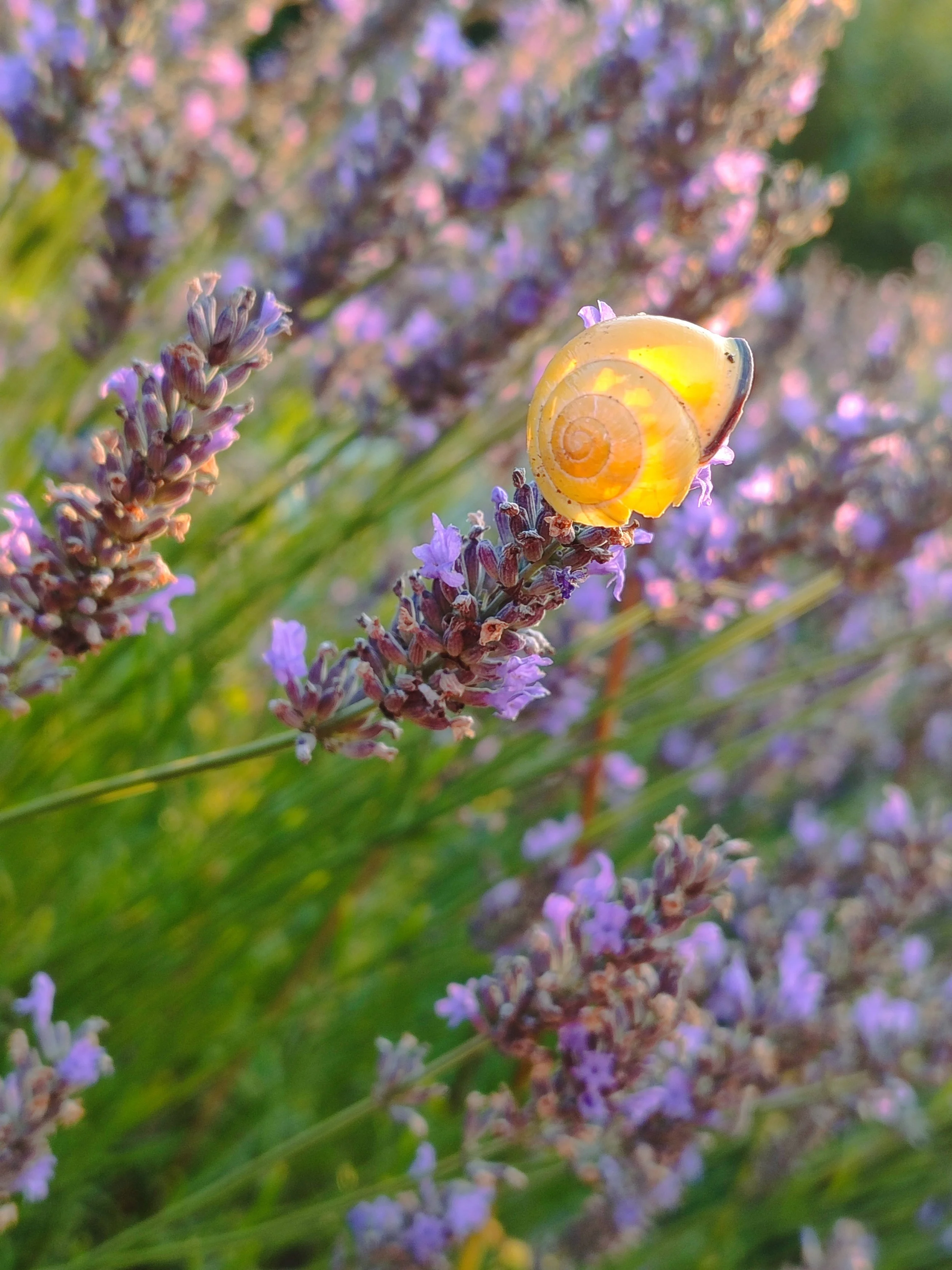 Eine Schnecke auf einer lilafarbenen Lavendelblüte im Garten