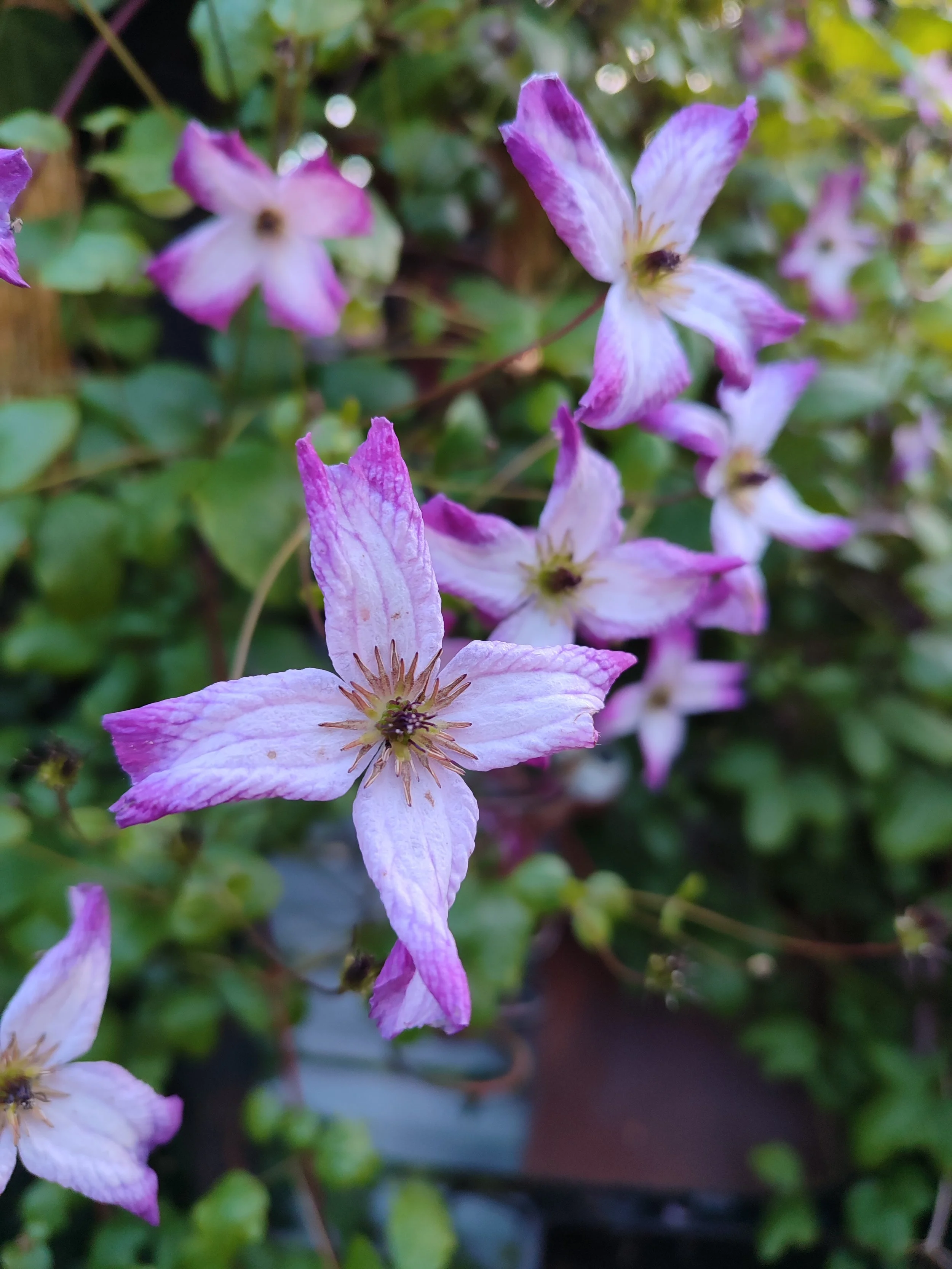 Nahaufnahme von pinken und weißen Clematisblumen mit grünen Blättern im Hintergrund.