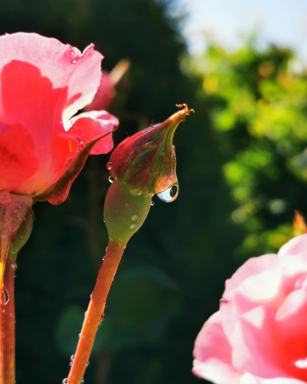 Nahaufnahme einer rosa Blume mit Wassertropfen auf den Blütenblättern und einem nearby grünen Knospe mit Wassertropfen, im Hintergrund unscharfer grüner Garten oder Sträucher.