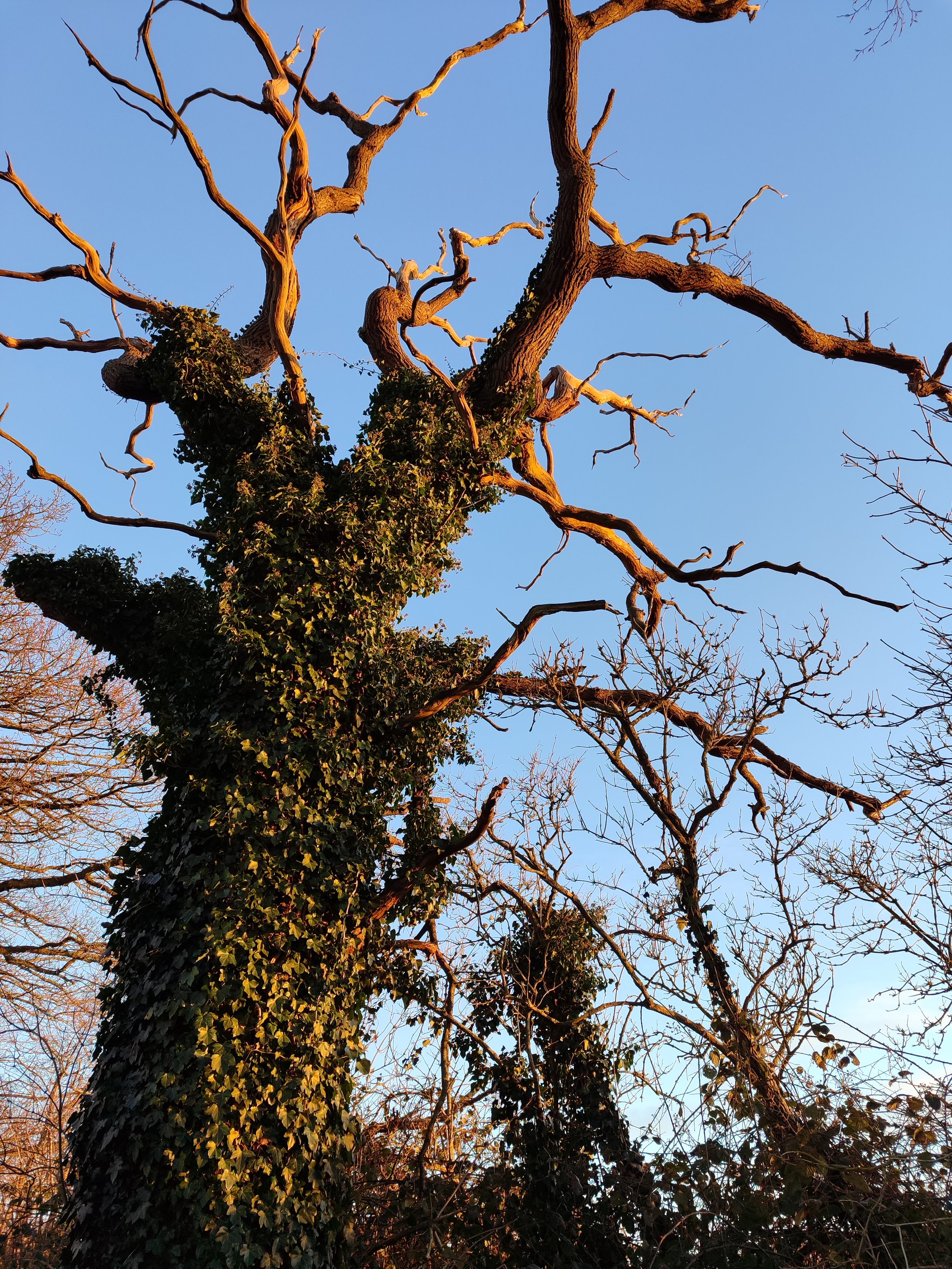 Ein großer, knorriger Baum mit überwuchertem Stamm und kahlen Ästen, bei Sonnenuntergang, klare blaue Himmel im Hintergrund.
