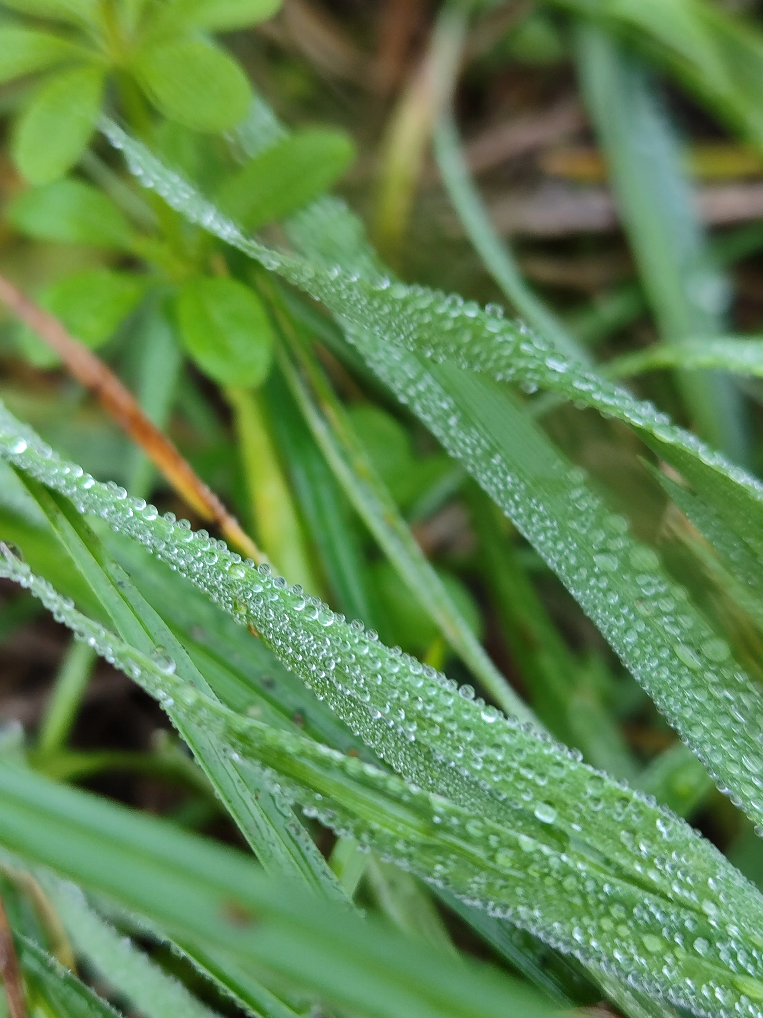 Nahaufnahme von grünen Grasblättern mit Wassertropfen.