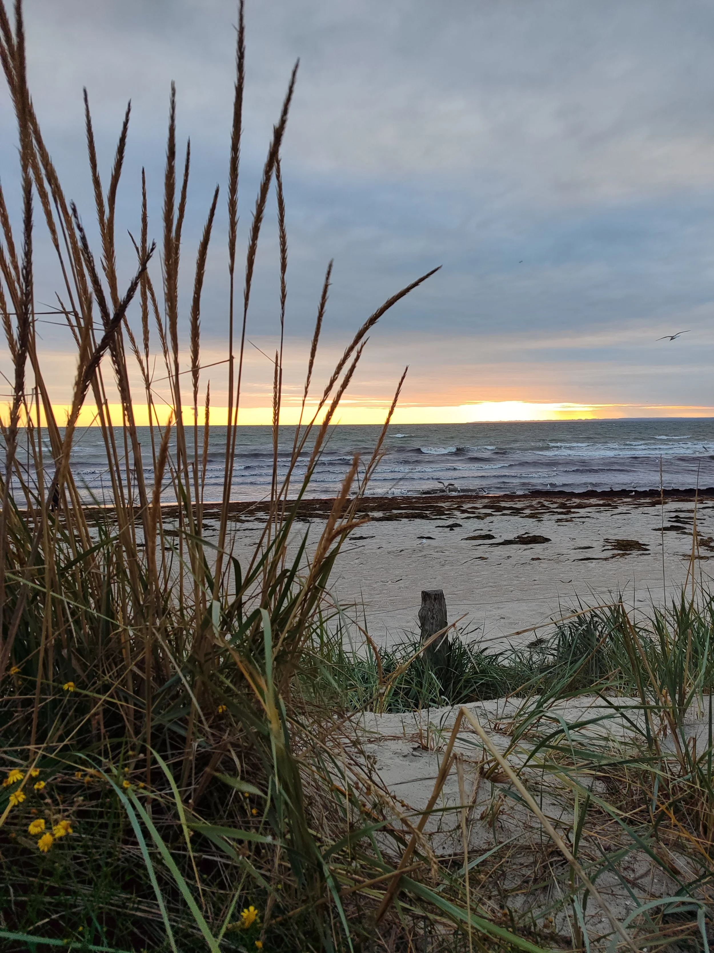 Ein Strand mit Sand, Seegras im Vordergrund und das Meer im Hintergrund. Der Himmel ist bewölkt mit einem Sonnenuntergang am Horizont.