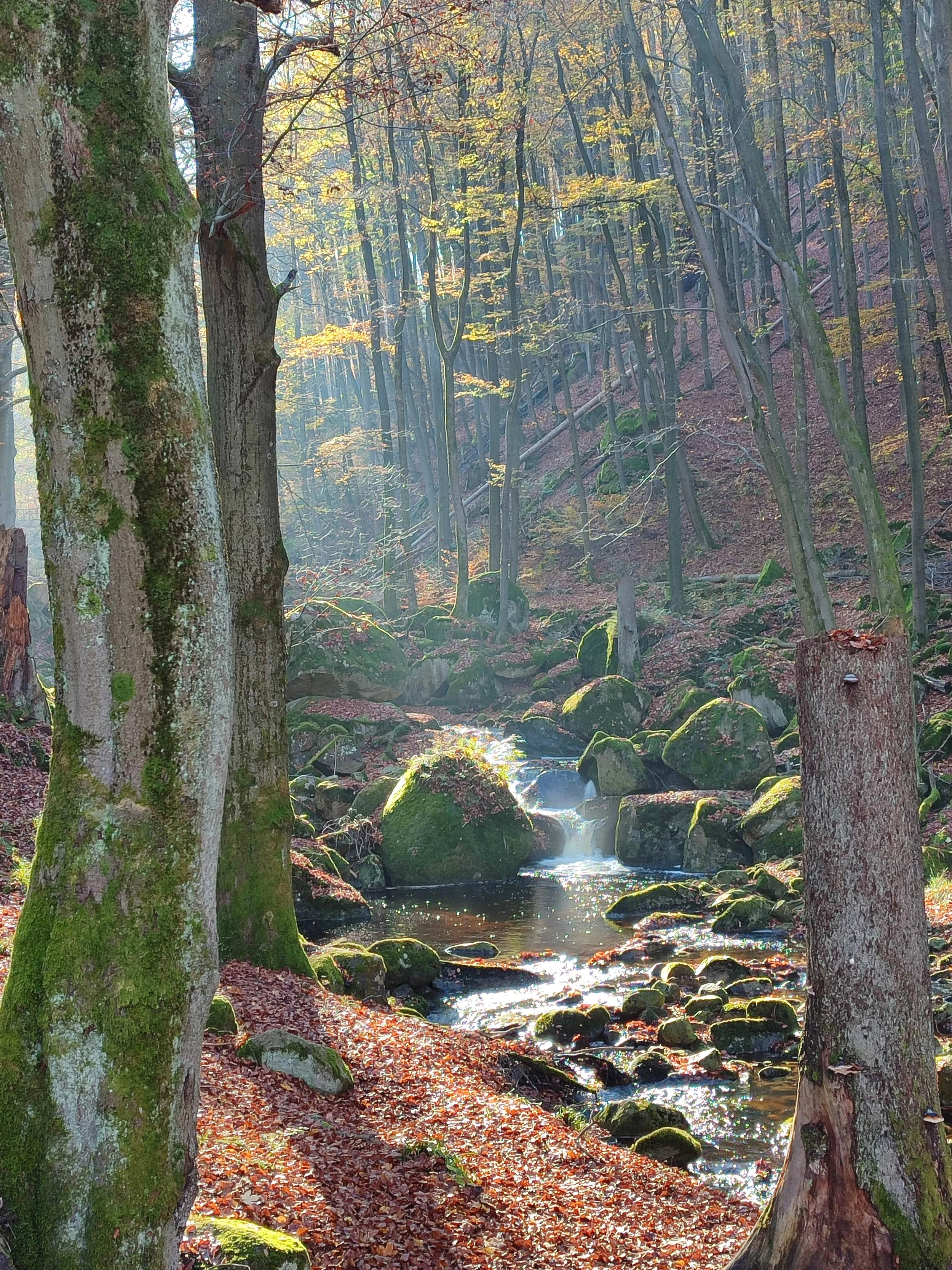 Ein Wald im Herbst mit Bäumen, buntem Laub auf dem Boden und einem kleinen Bach, der durch den Wald fließt.