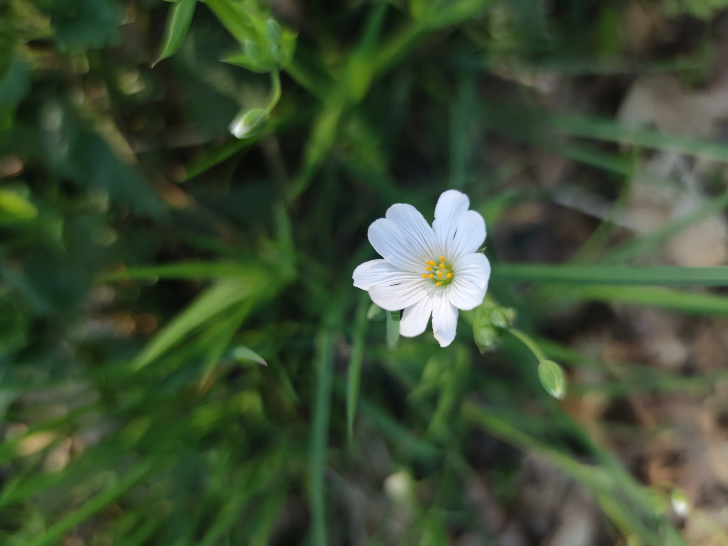 Weiße Blume mit gelben Staubblättern vor grünem Hintergrund.