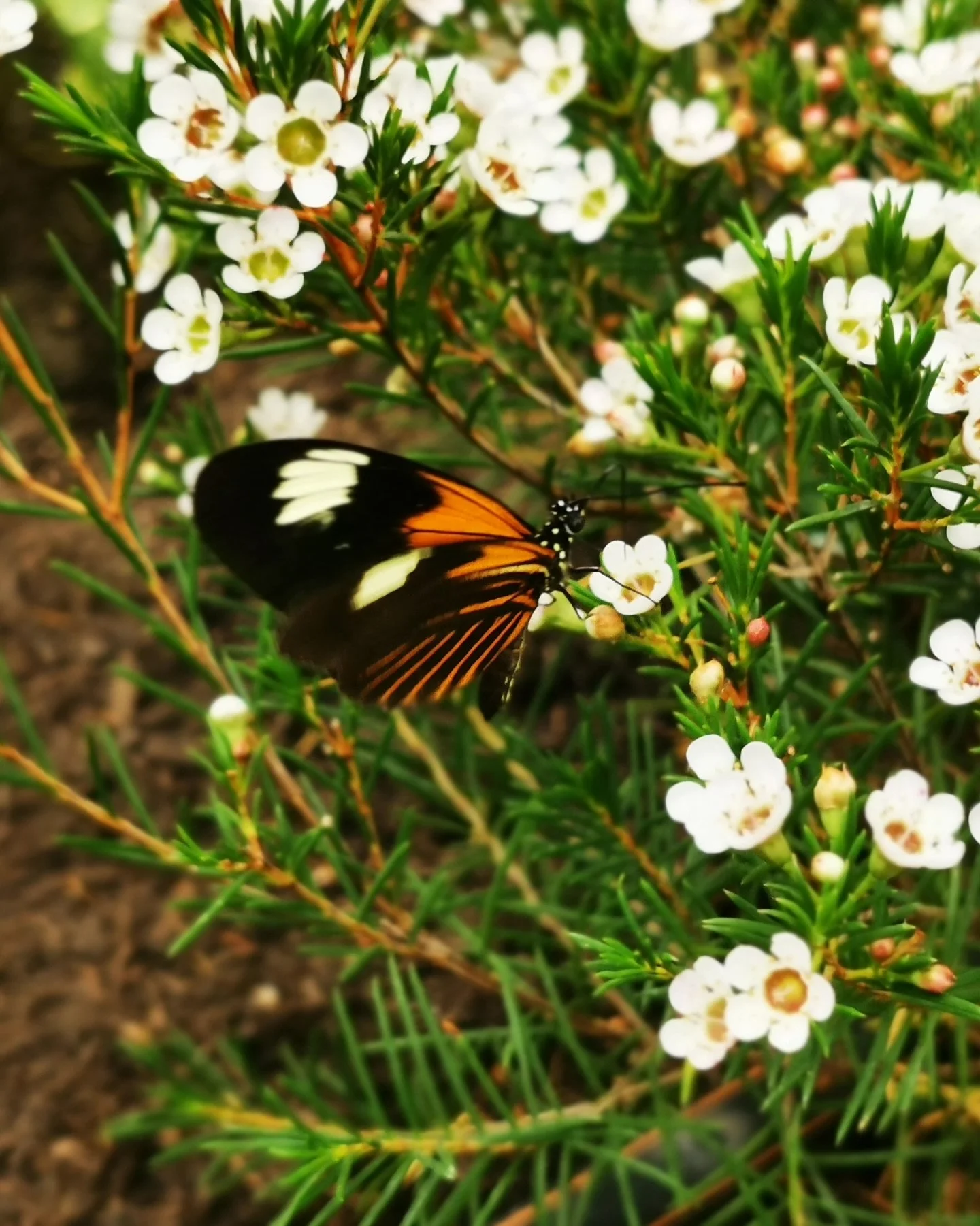 Eine schwarze Schmetterling mit weißen und orangefarbenen Flügeln, der auf weißen Blüten einer Pflanze sitzt, umgeben von grünen Nadeln.