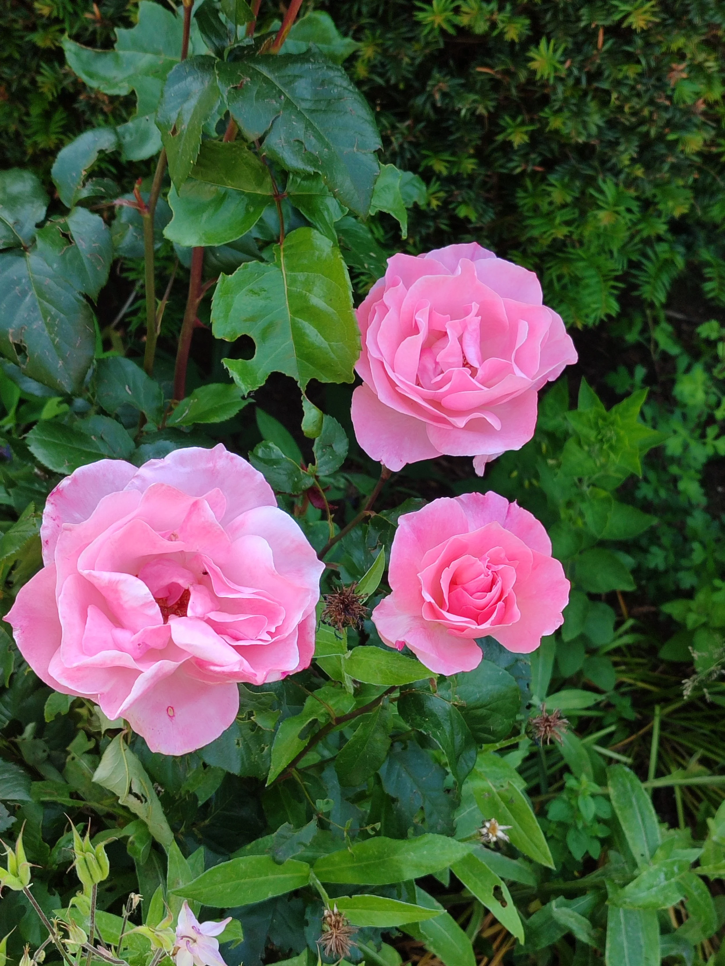 Blühende Rosen als Inspiration für das Rosaluna Selbstliebe Armband