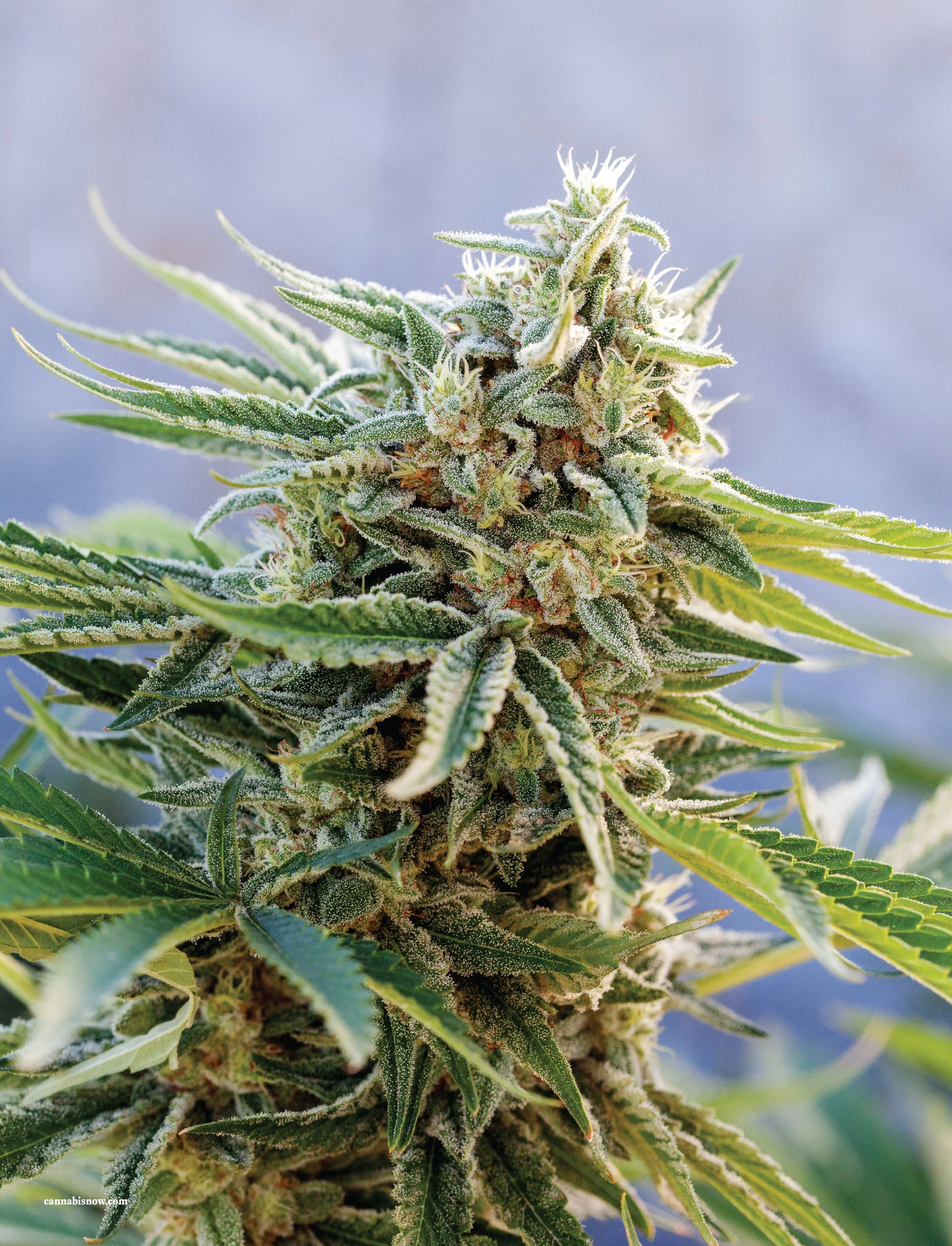 220201_cannabis-now-magazine_wildwood-flower-farm_kristen-angelo_3.jpg