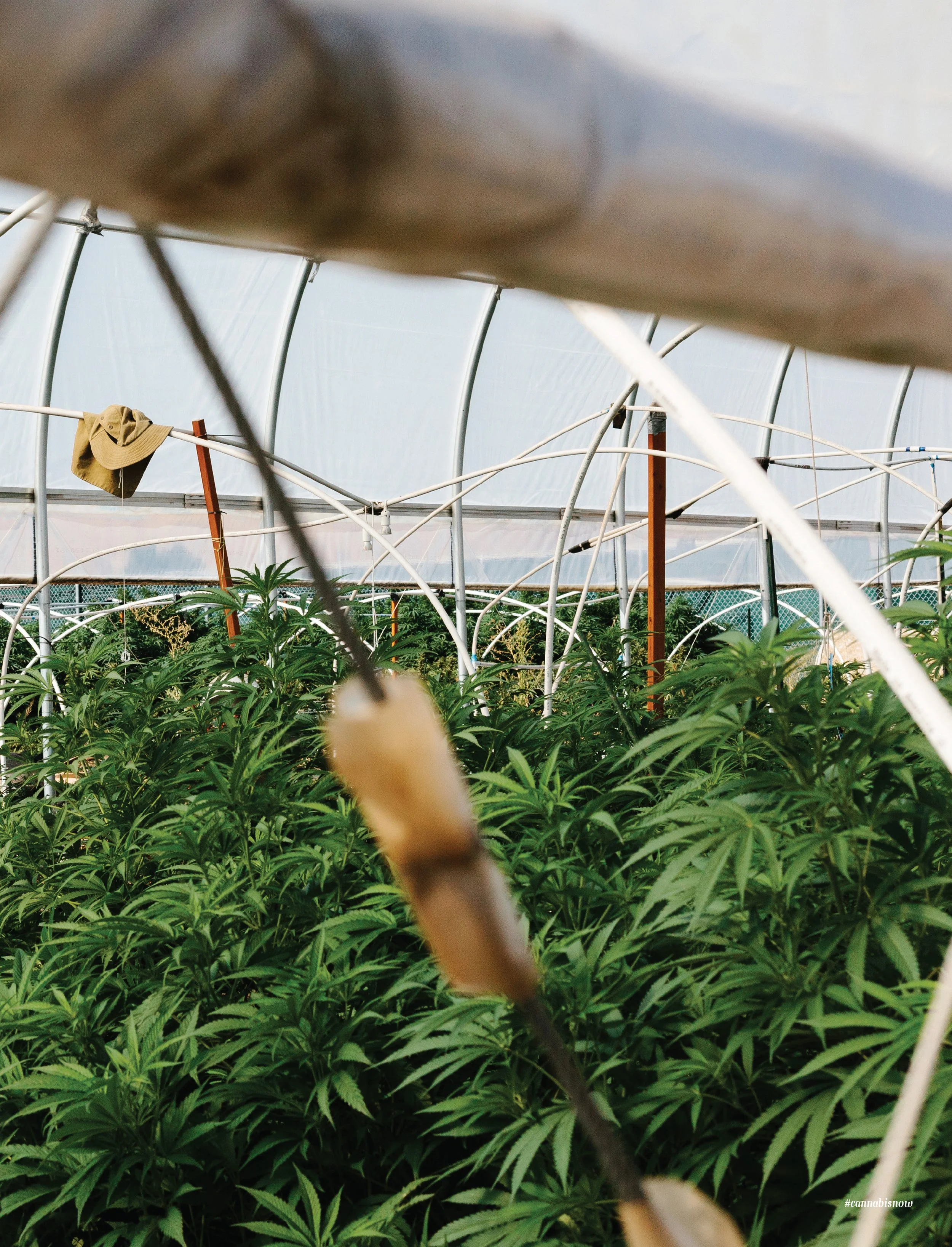 220201_cannabis-now-magazine_wildwood-flower-farm_kristen-angelo_2.jpg