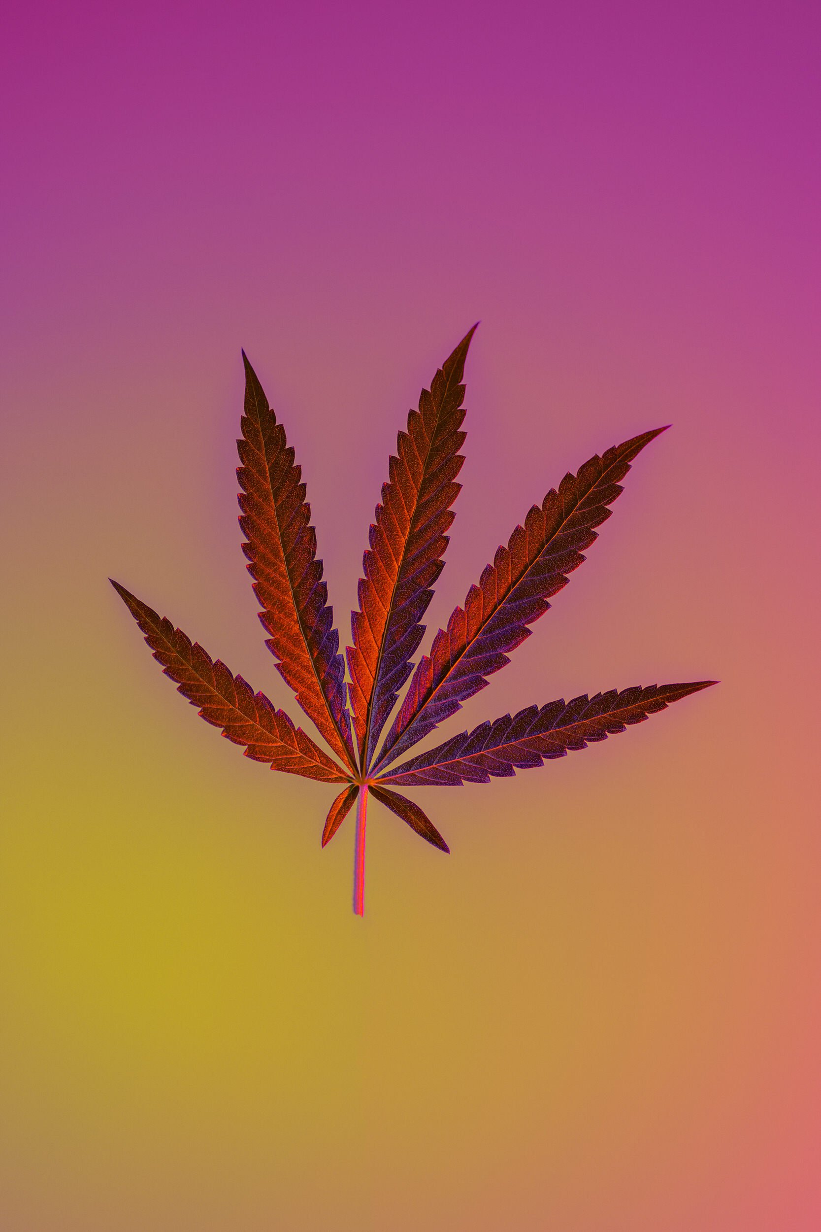 pink-colorful-conceptual-cannabis-leaf_3620.jpg