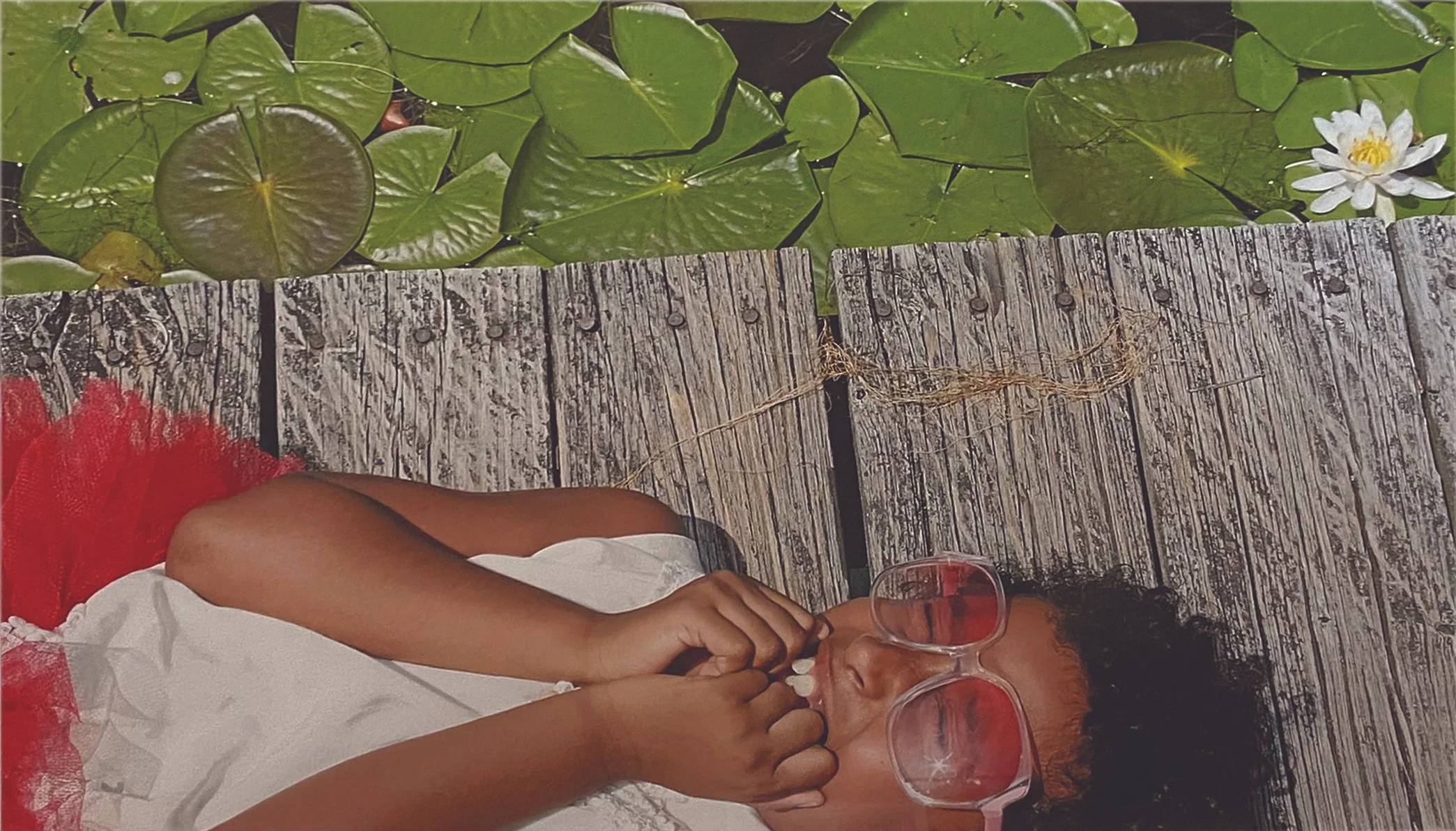 Lily Pads by Ann Van Epps