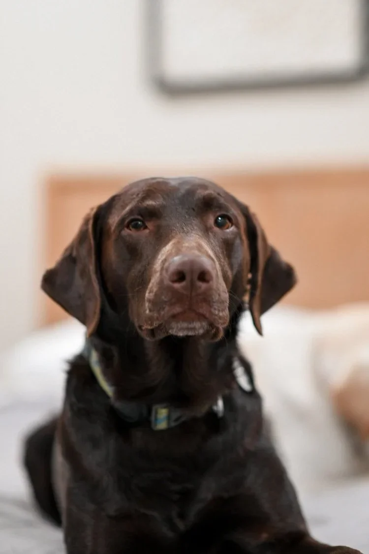 Remy Perkins, Office Mascot & Snuggle Buddy at Perkins Dentistry