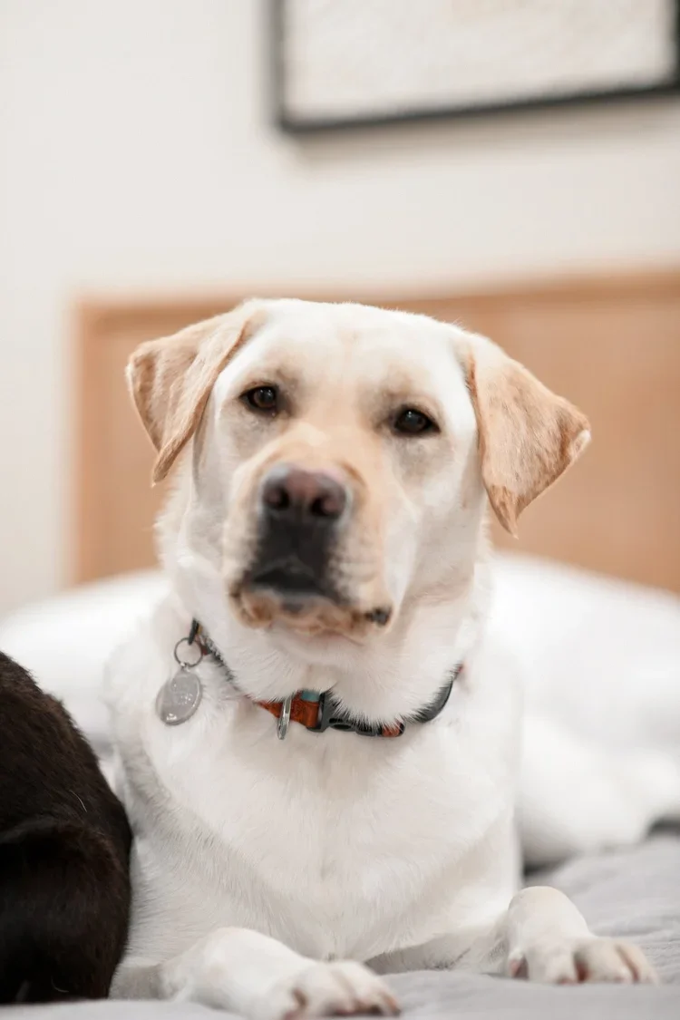 Cooper Perkins, Office Mascot & Snack Collector at Perkins Dentistry