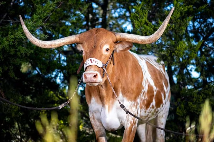 ut-about-bevo.png