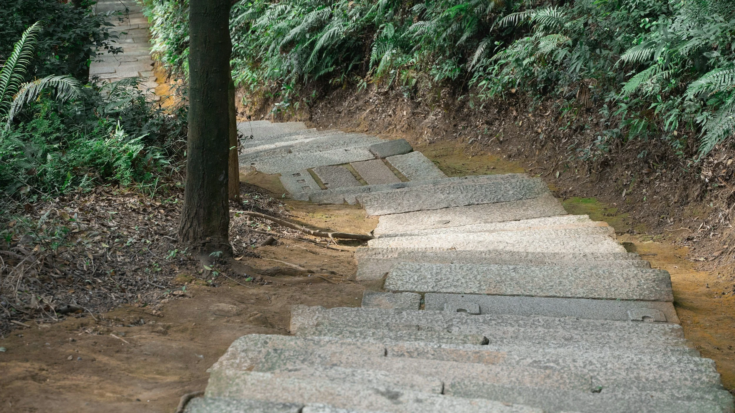 Stone steps winding through a lush green forest or jungle with dense foliage and trees on both sides.