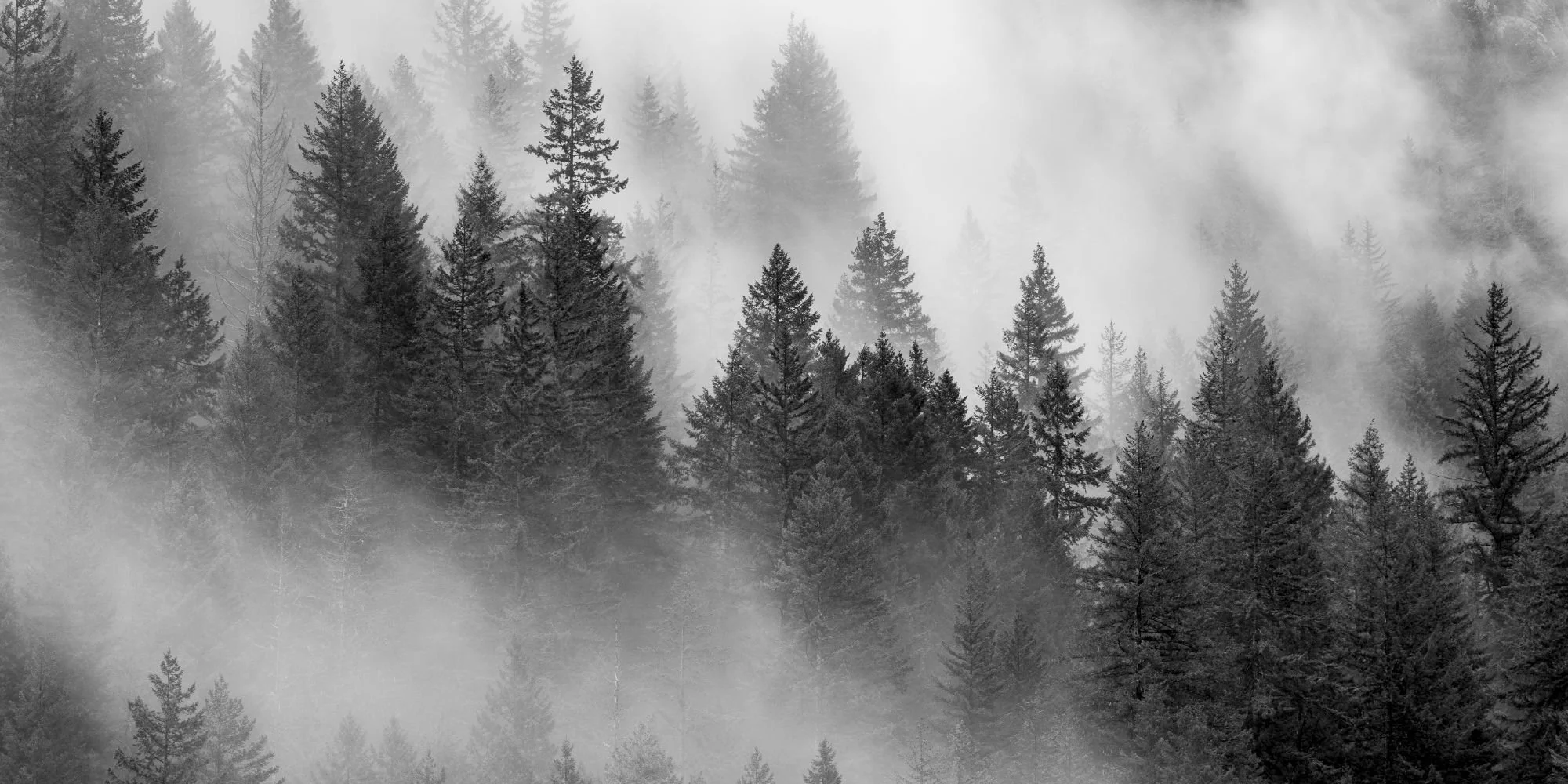 A black and white photo of a dense forest with tall pine trees and fog or mist among the trees.