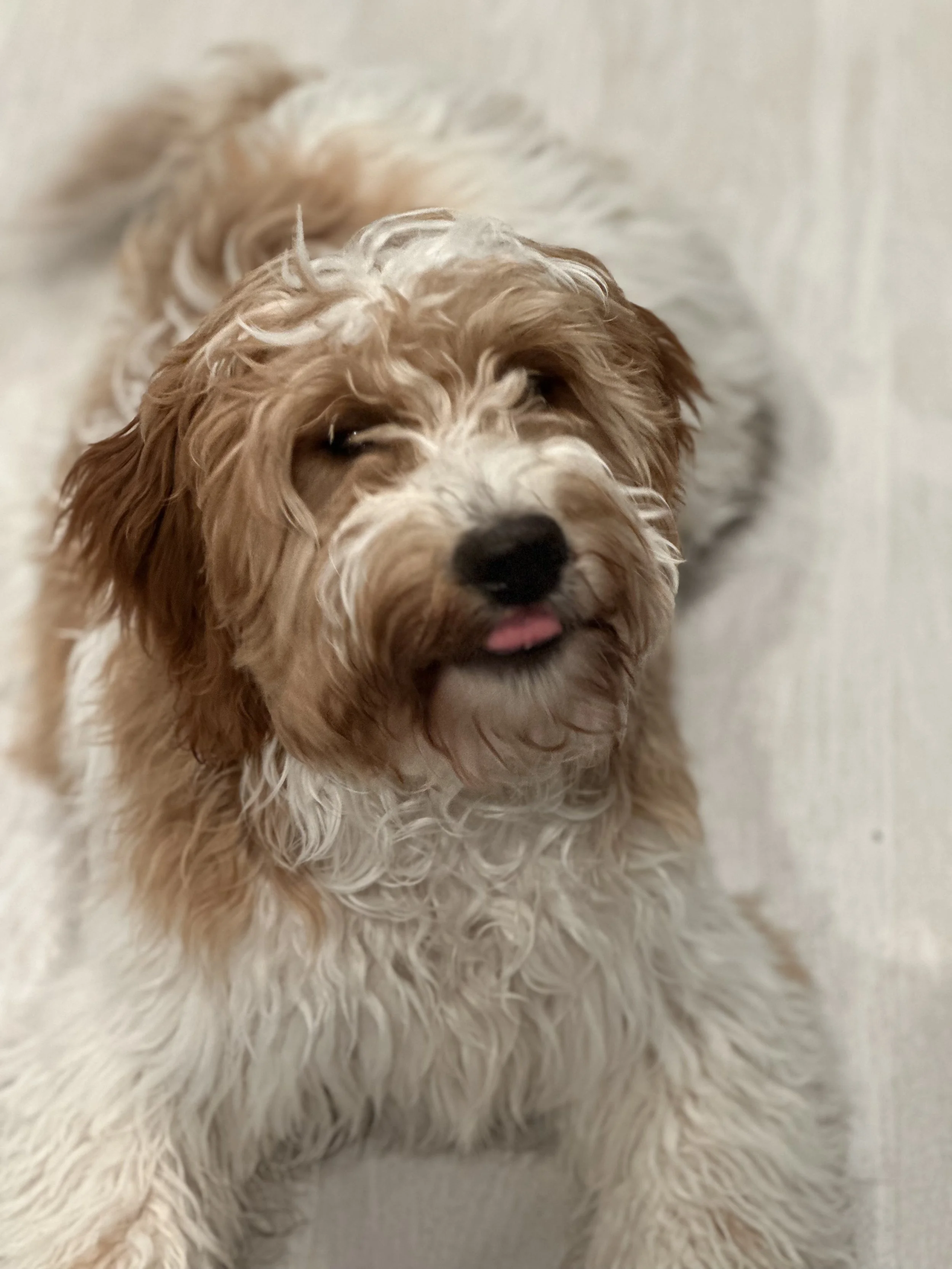 Close-up of a fluffy, curly-haired dog with cream and light brown fur, lying on a neutral-colored surface.