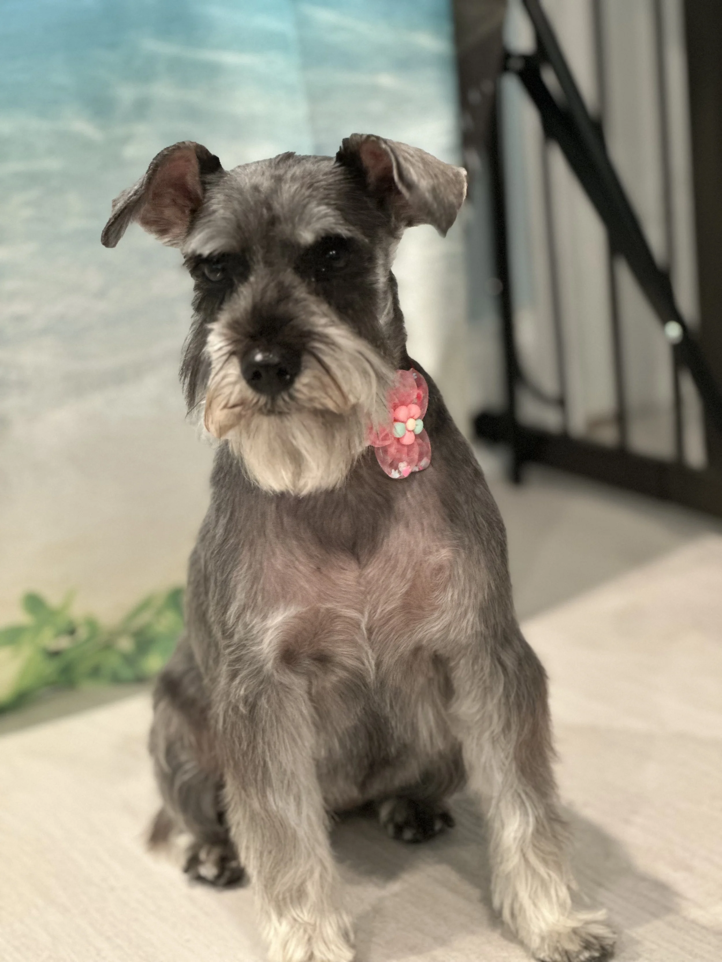 A gray and white puppy with a beard and mustache, sitting indoors on a light-colored floor. It has a pink collar with a flower-shaped pendant.