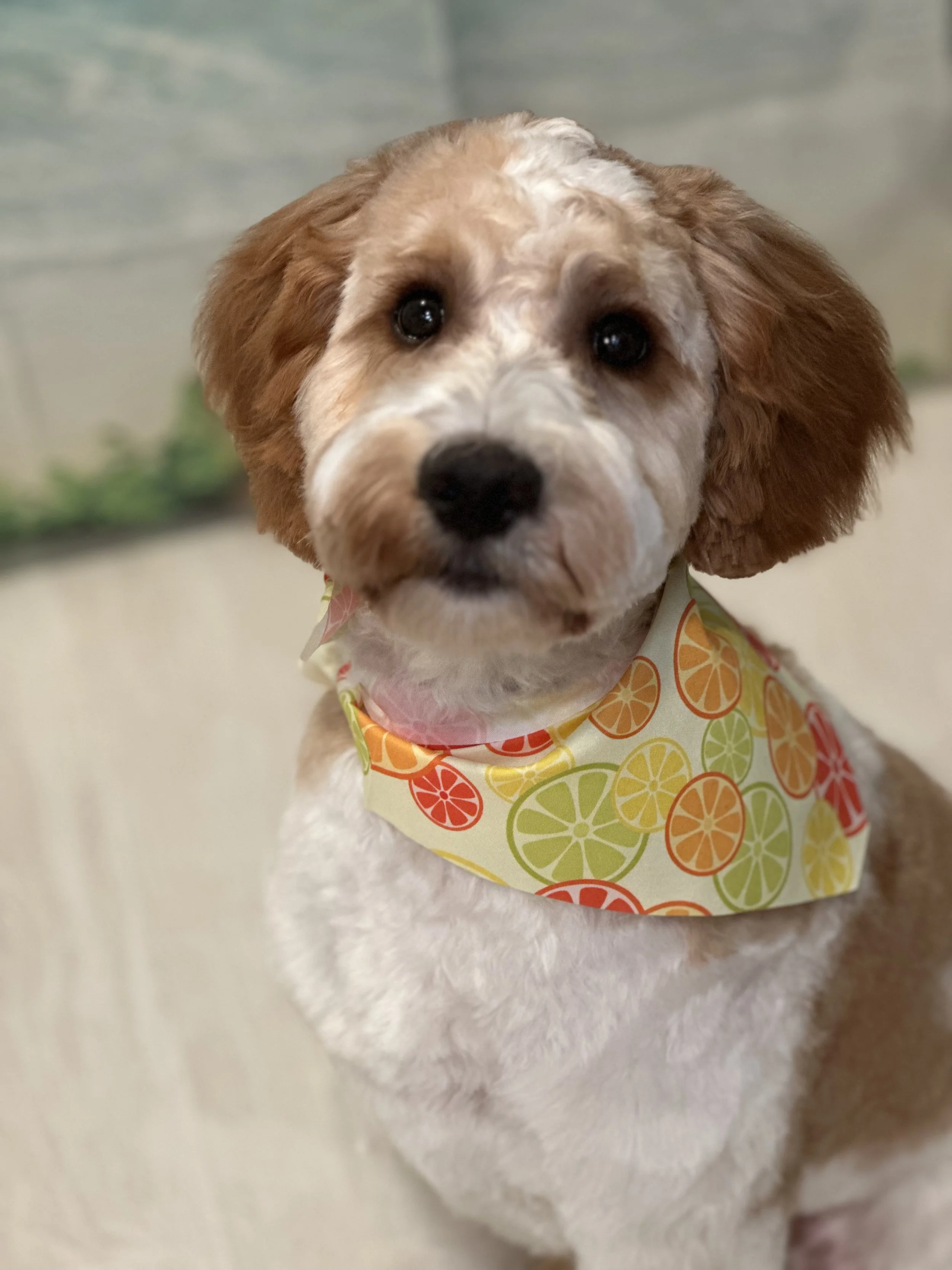Close-up photo of a cute puppy with brown and white fur, wearing a colorful citrus-patterned bandana.
