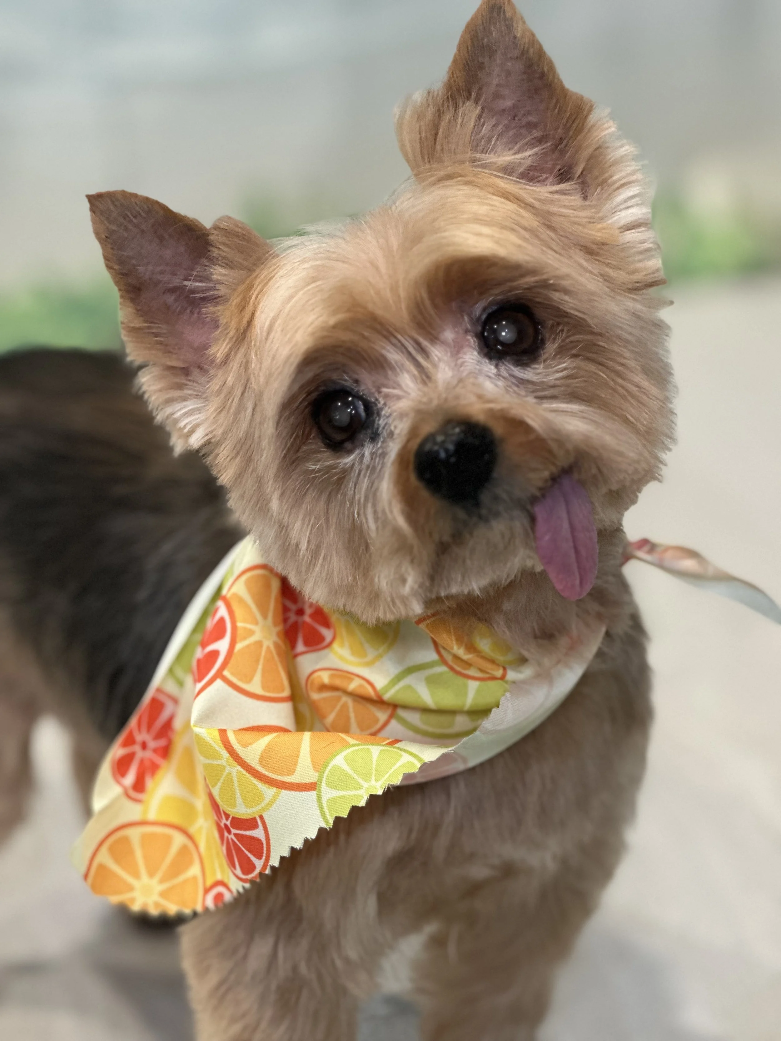 Close-up of a small brown dog with big eyes, wearing a colorful scarf with citrus fruit patterns.