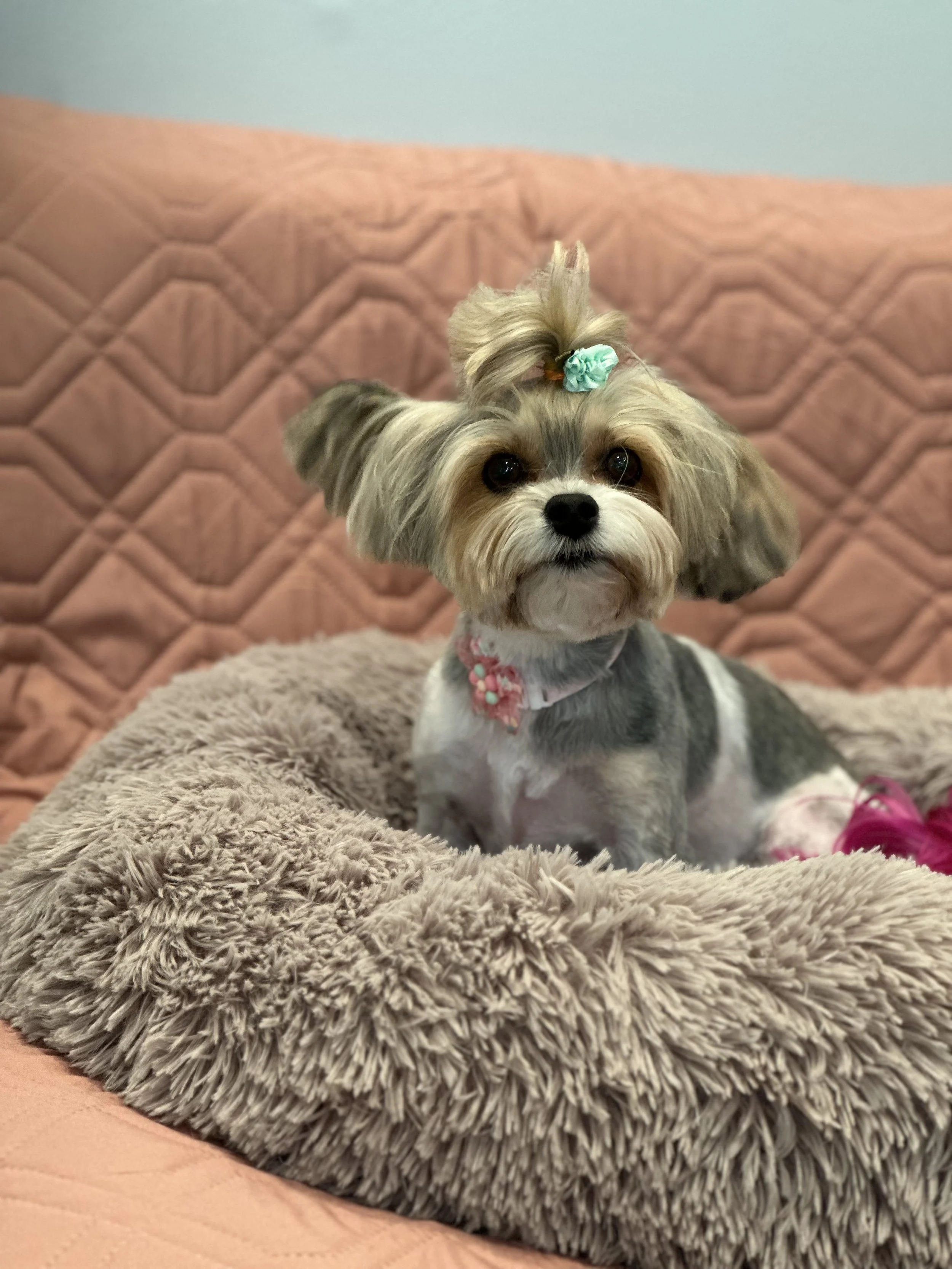 Cute small dog with a floral hair tie on its head, sitting on a fluffy beige pet bed, with a quilted pink blanket in the background.
