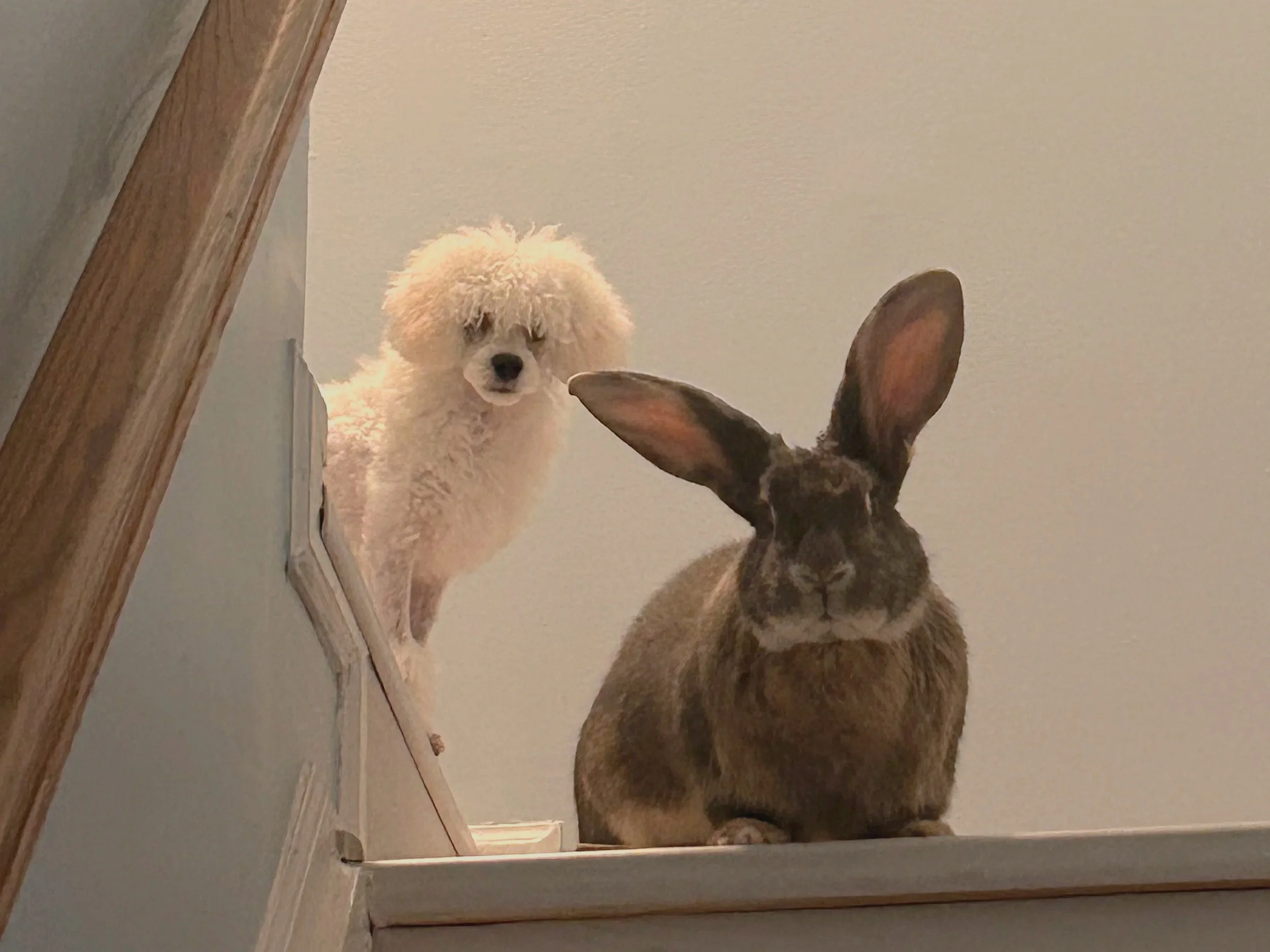 A fluffy white dog peeking over a staircase railing and a brown dog with large ears seen from behind in a house interior.