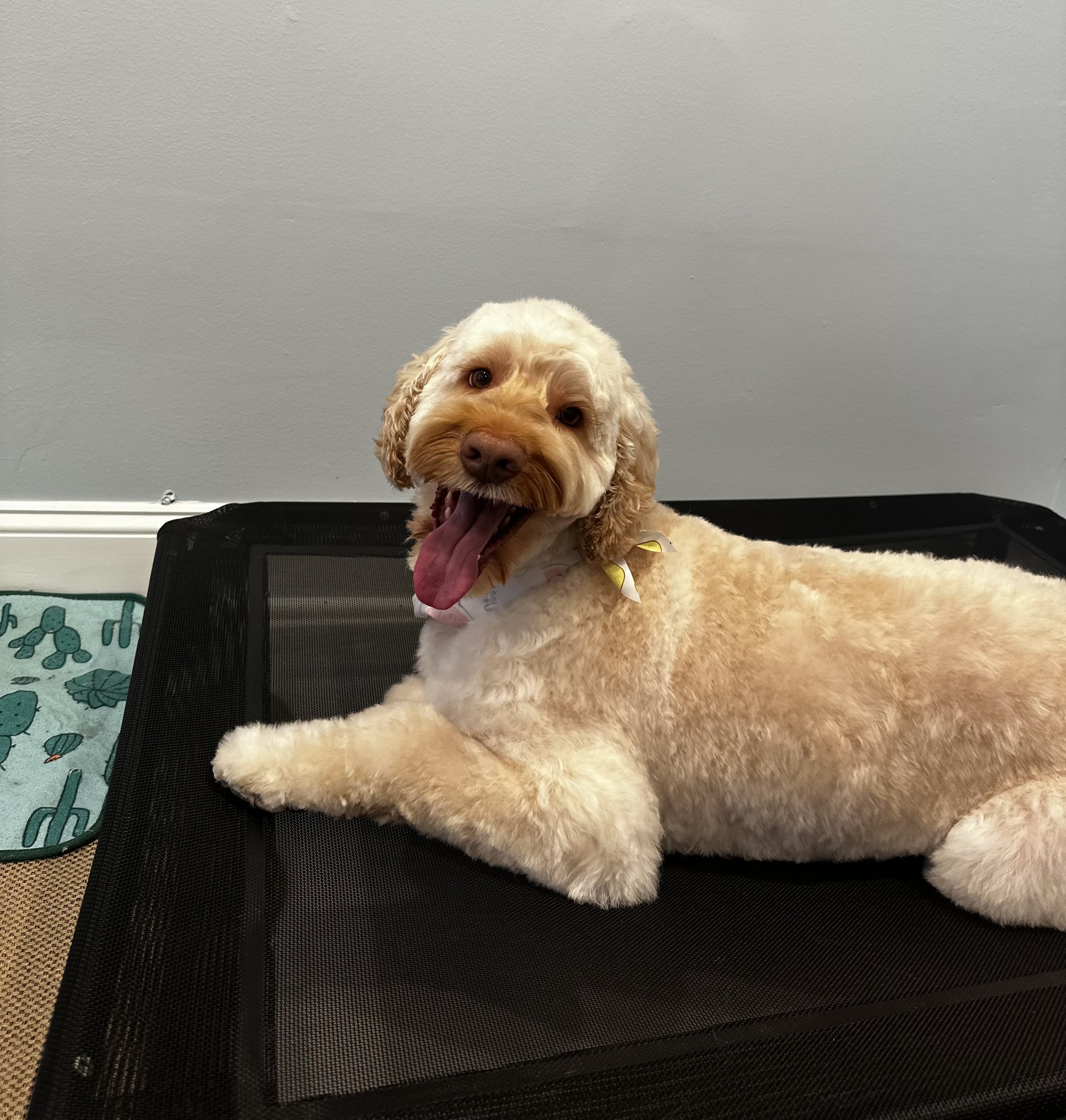 A cream-colored dog with curly fur lying on a black mesh surface, yawning with its tongue out, against a plain gray wall.