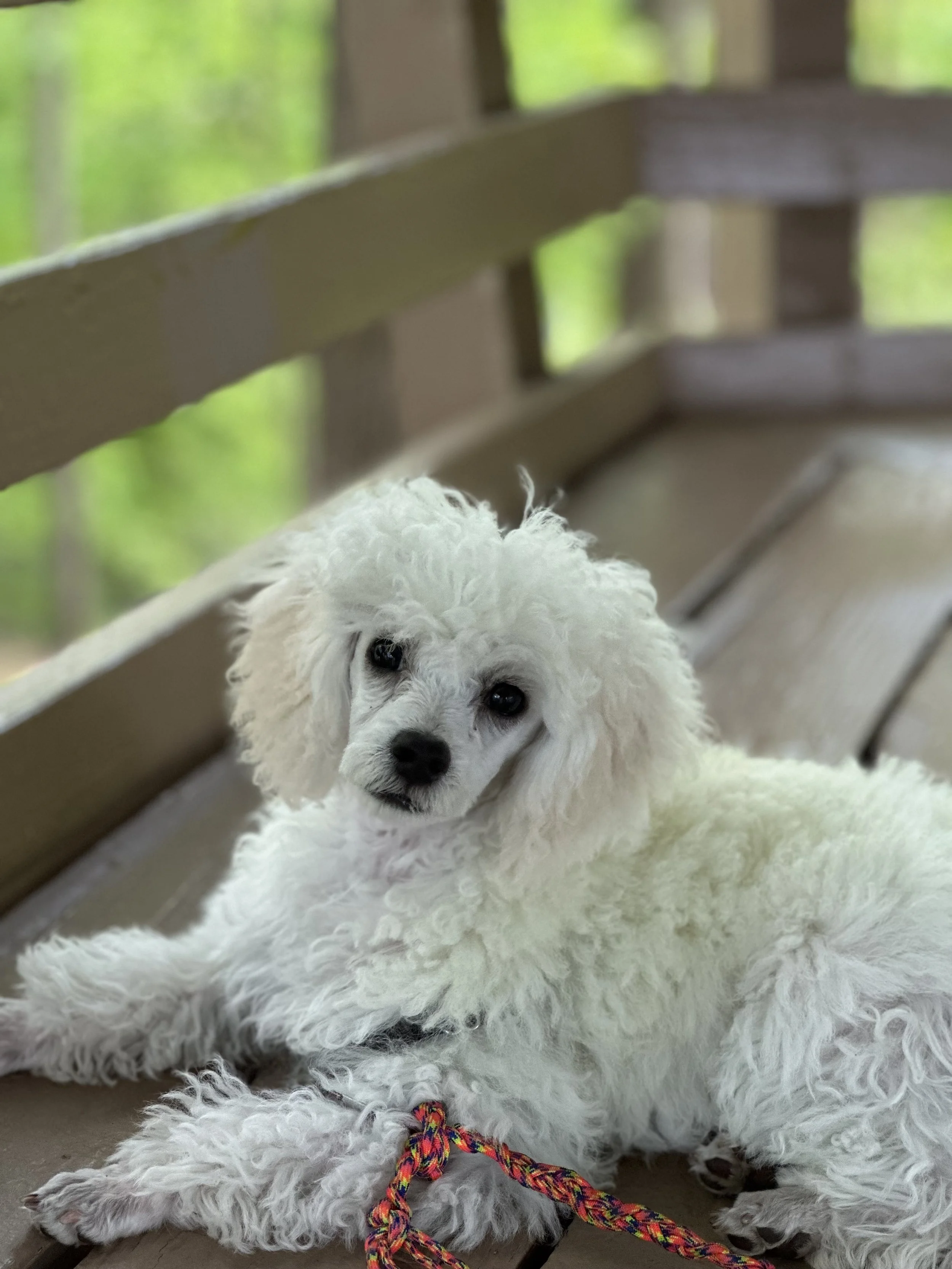 White fluffy puppy lying on a beige and brown wooden floor, with a multicolored rope toy in front of it, under a wooden outdoor bench with a green outdoor background.