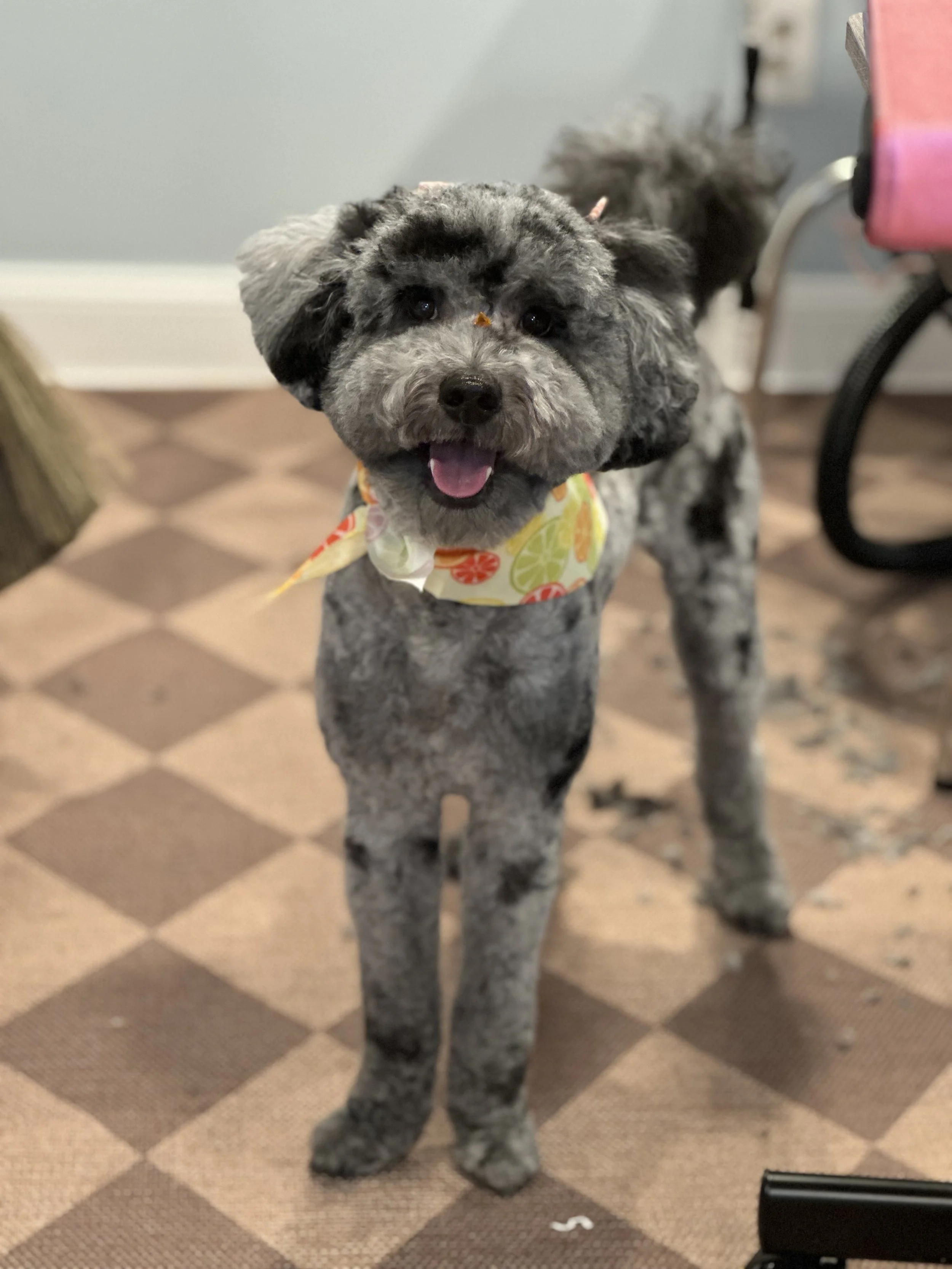 A cute, fluffy gray and black dog with a colorful lemon-patterned bandana around its neck, standing indoors on a checkered brown and beige floor, looking at the camera with its tongue out.