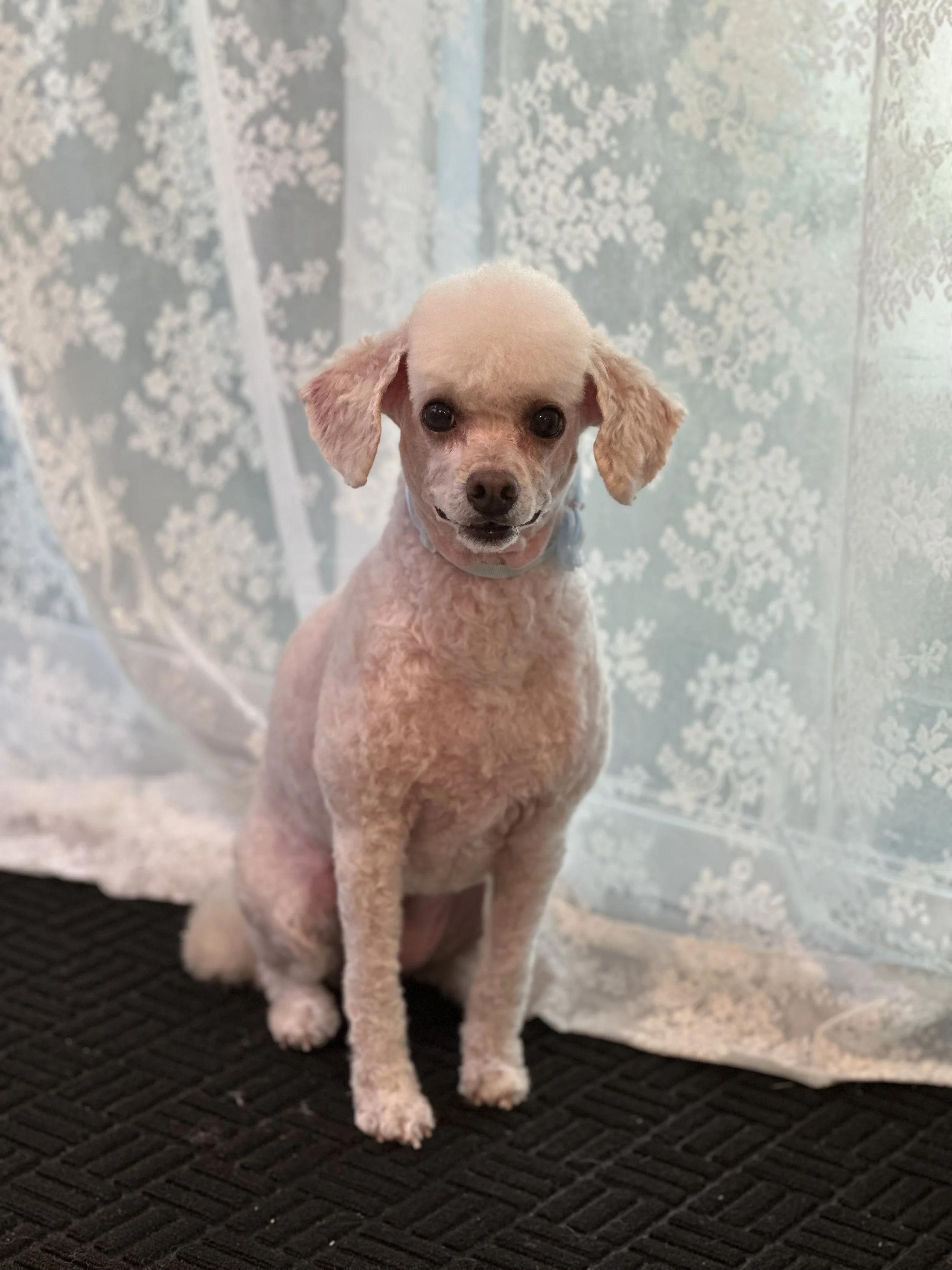 A small light-colored dog with floppy ears and dark eyes sitting on a dark textured surface in front of a sheer curtain with a floral pattern.