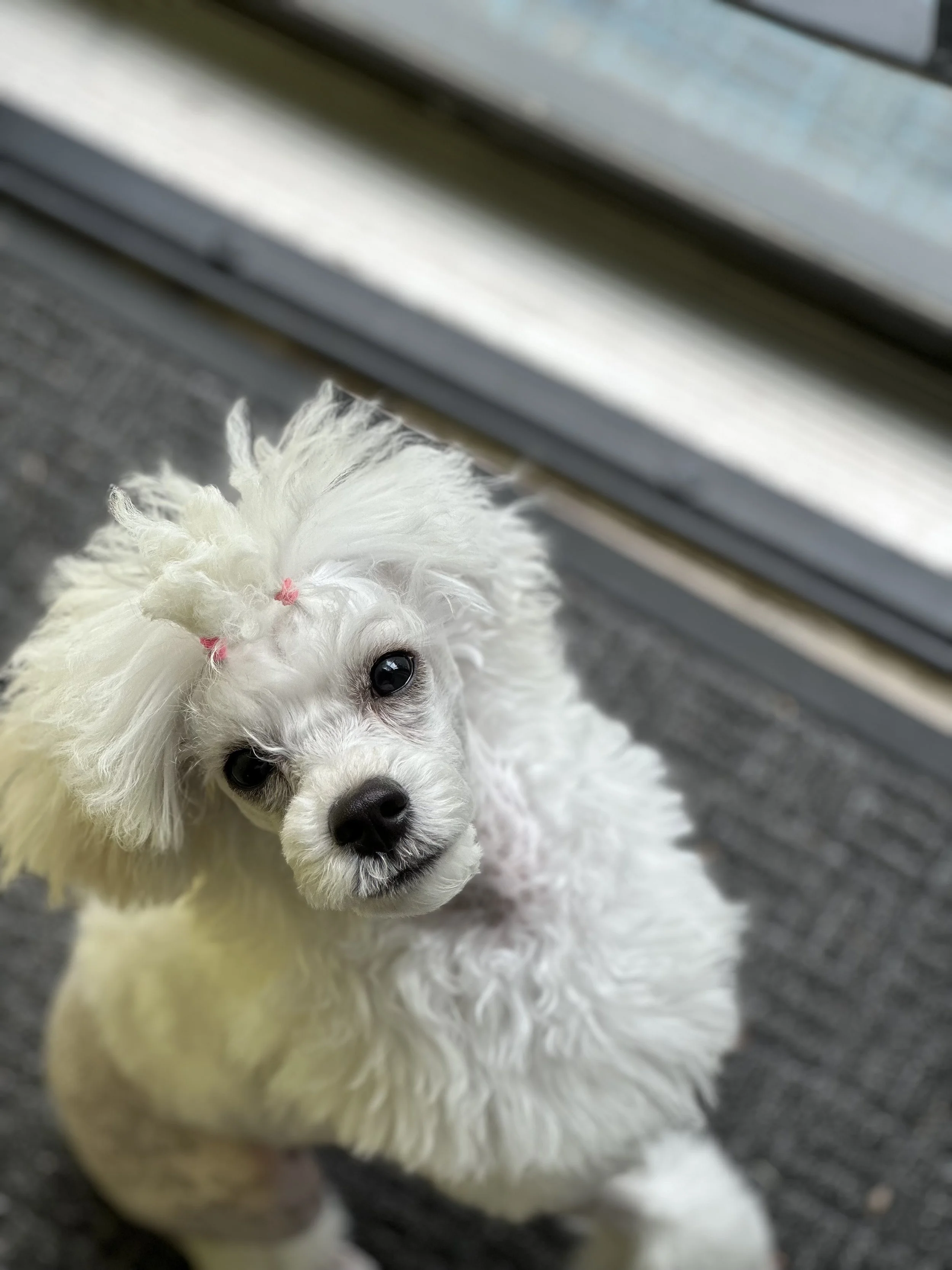 A small white fluffy dog with dark eyes and a pink hair tie, looking up at the camera while standing on a gray surface with a window behind.