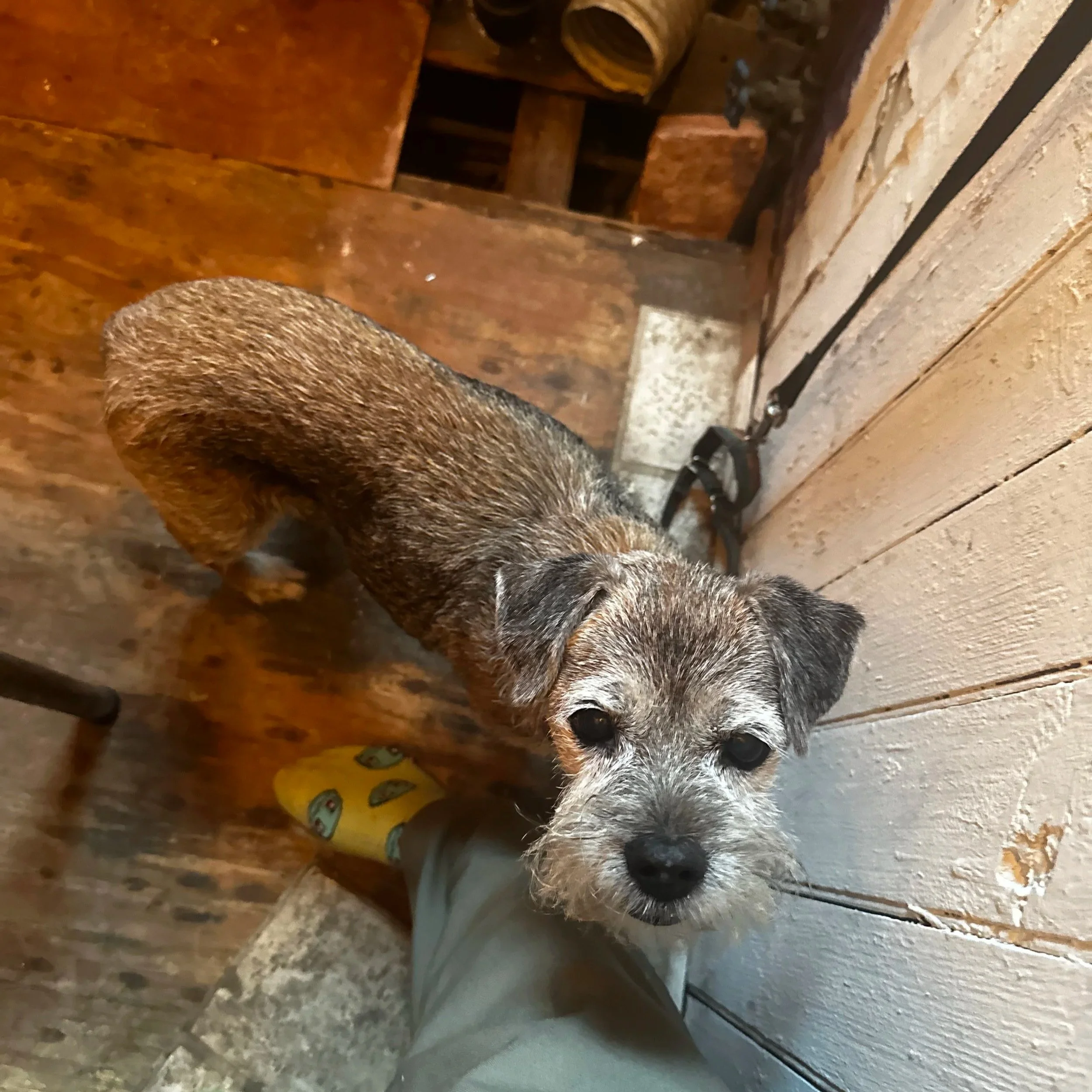 A dog with gray and black fur looking up at the camera in a rustic setting. The background shows a brick wall and a wooden surface, with some items on a shelf and a chain attached to the wall.