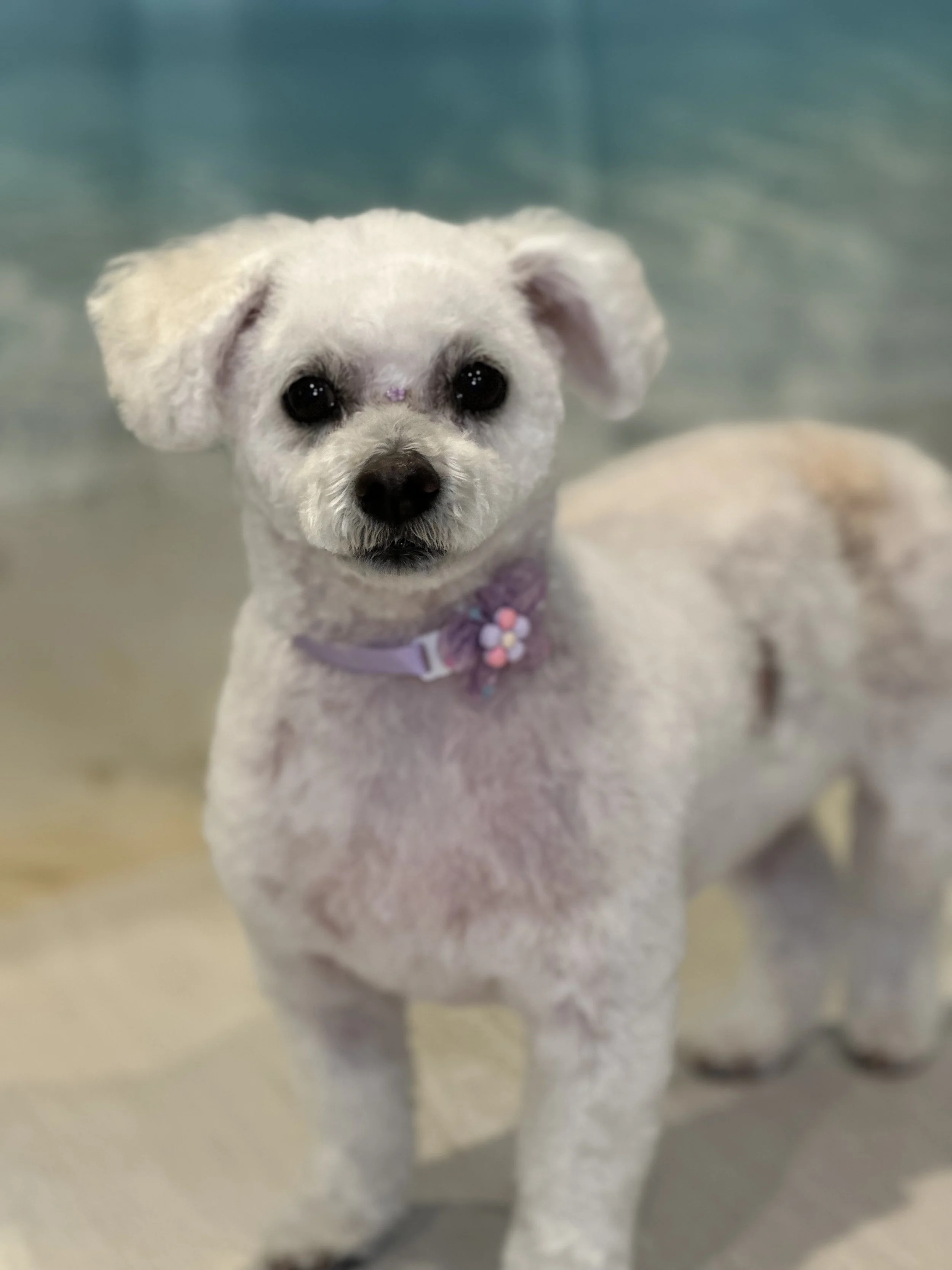 A small white dog with dark eyes and a dark nose, wearing a purple collar with a flower-shaped pendant, looking directly at the camera.