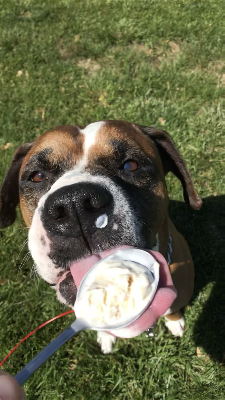 A dog with a brown, black, and white coat enjoying a spoonful of vanilla ice cream outdoors on green grass.