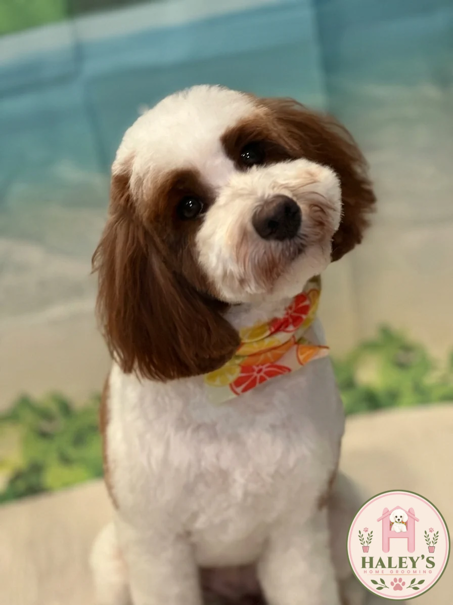 A cute dog with white and brown fur, wearing a colorful bandana, sitting in front of a blurred background with a logo for Haley's Home Grooming.