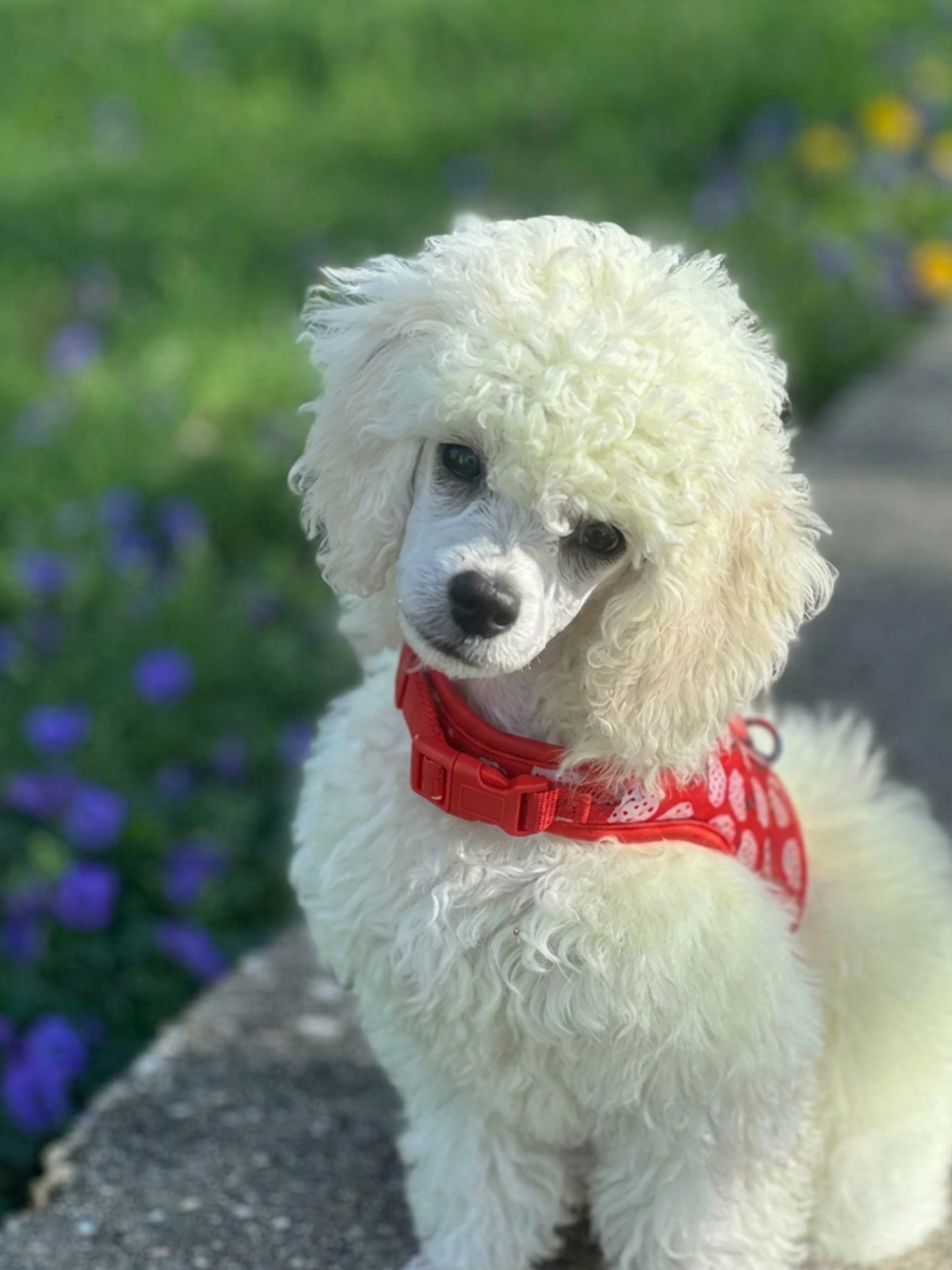 A cute, fluffy white poodle puppy with dark eyes and nose, wearing a red harness, standing outdoors on a pathway with green grass and purple flowers in the background.
