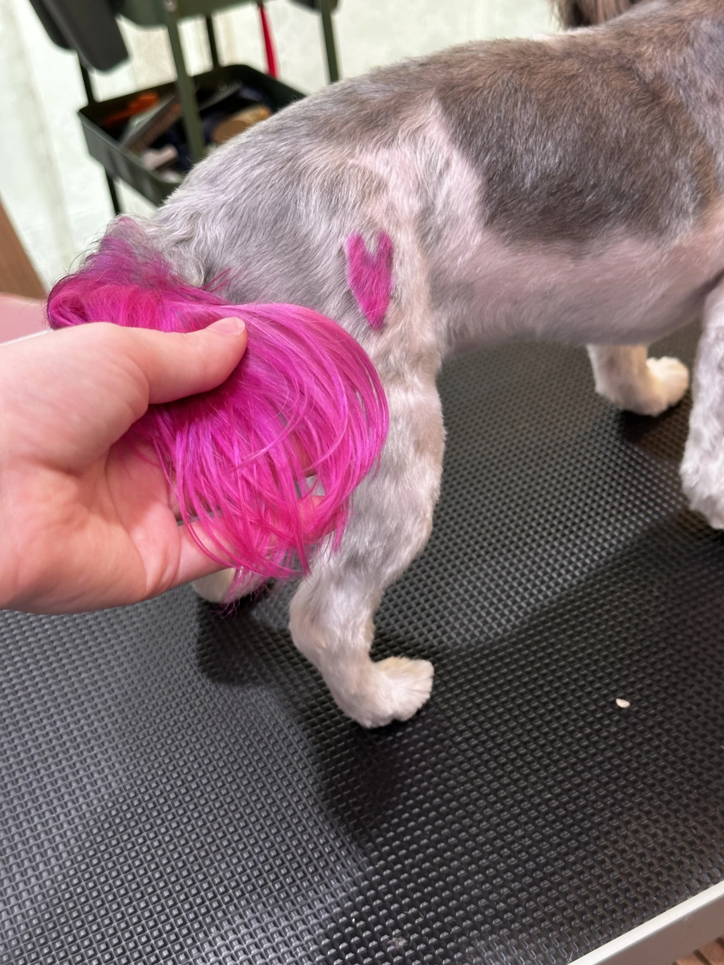A dog with a pink heart painted on its side and pink dye on its tail, standing on a grooming table.