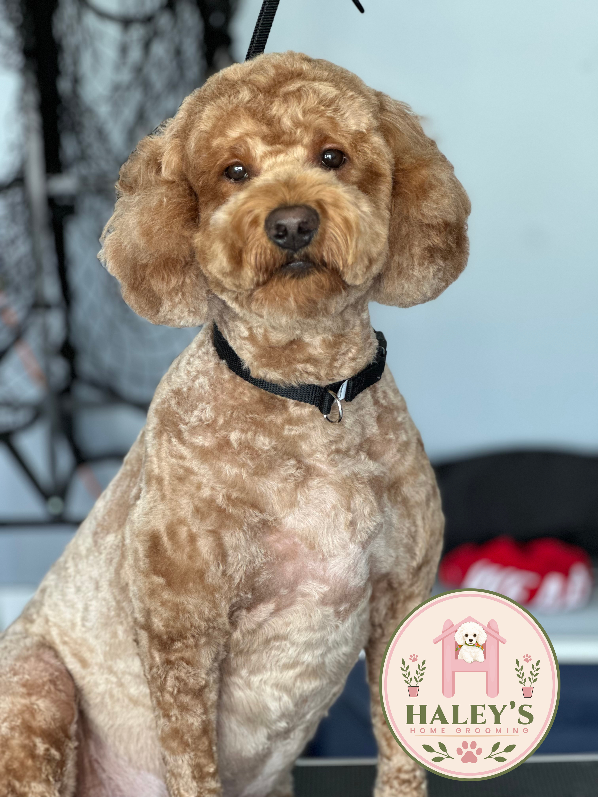 A brown and cream-colored poodle dog with a black collar sitting indoors with a blurred background and a circular logo for Haley's Home Grooming featuring a cartoon poodle, a house, and floral decorations.