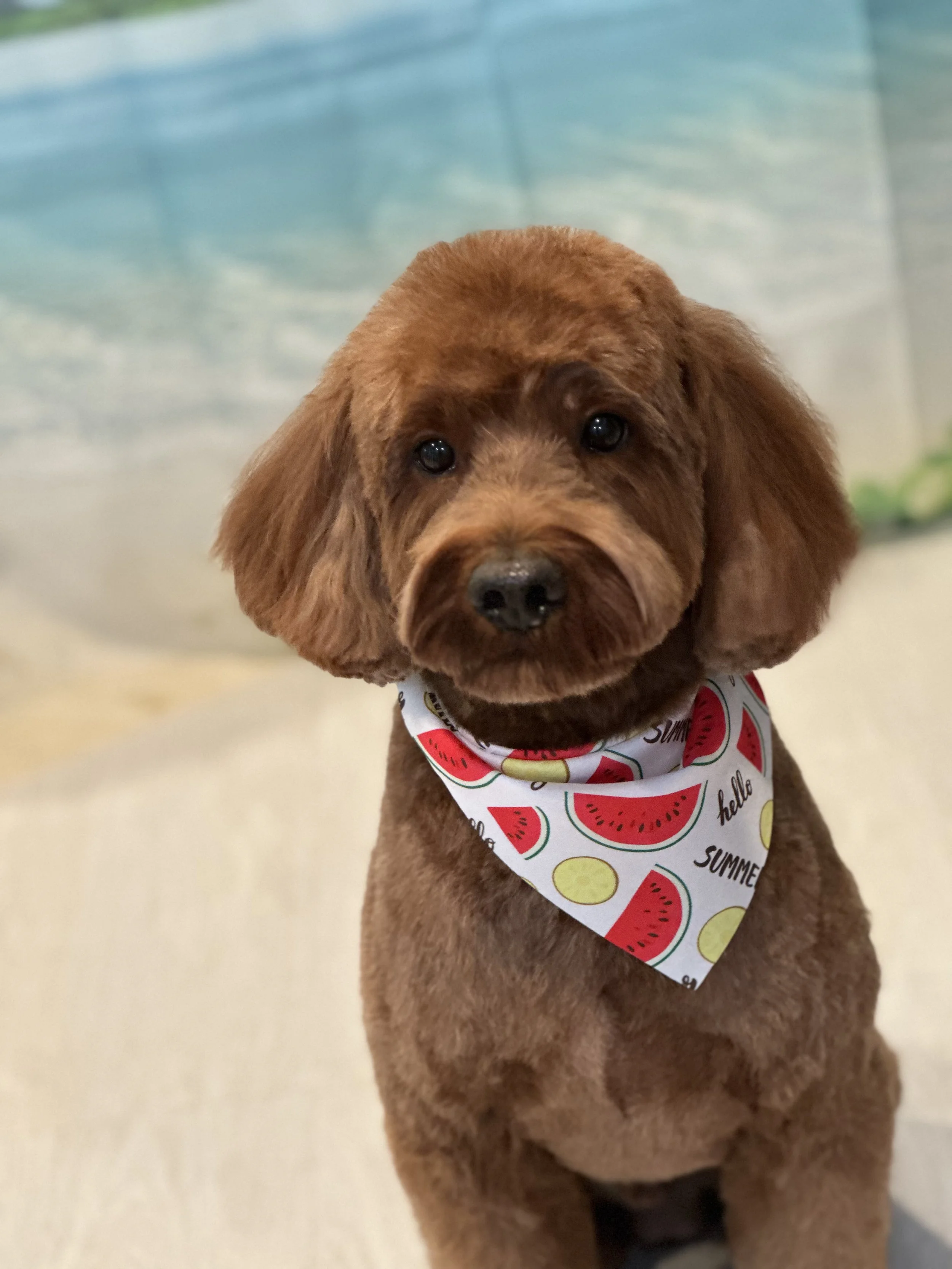 A cute puppy with brown fur and black eyes, wearing a colorful bandana with watermelon and lemon slices and the words 'hello summer' on it.