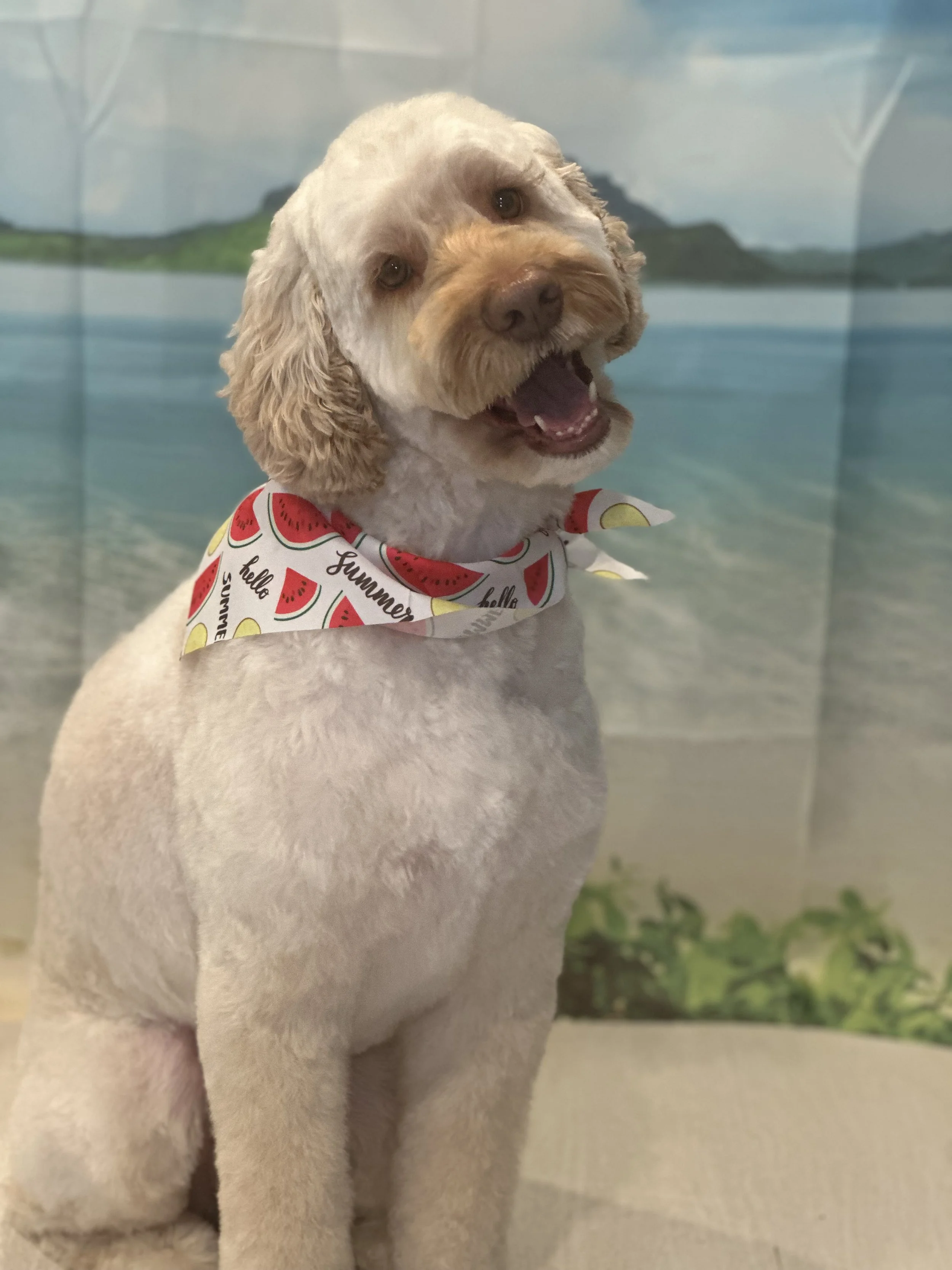 A happy cream-colored dog with curly ears, wearing a bandana with watermelon slices and words like 'hello,' 'funny,' and 'summer.' The dog appears to be inside, with a painted landscape of water and islands in the background.