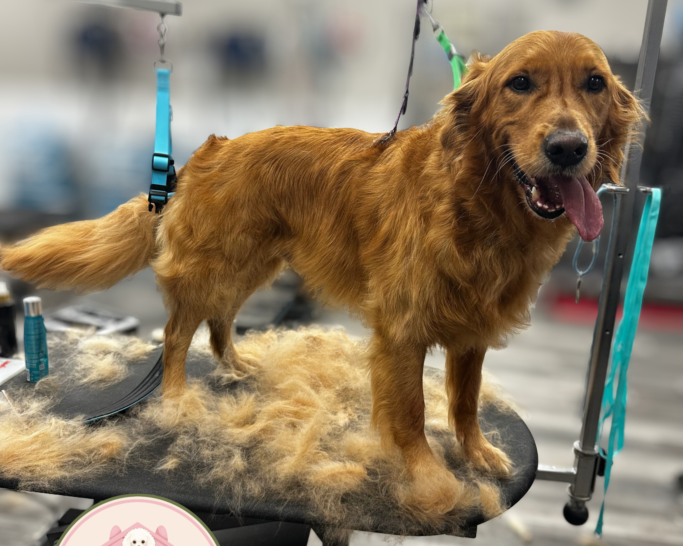 Golden retriever dog at a veterinary grooming table, panting with tongue out, harness, grooming tools and equipment visible.